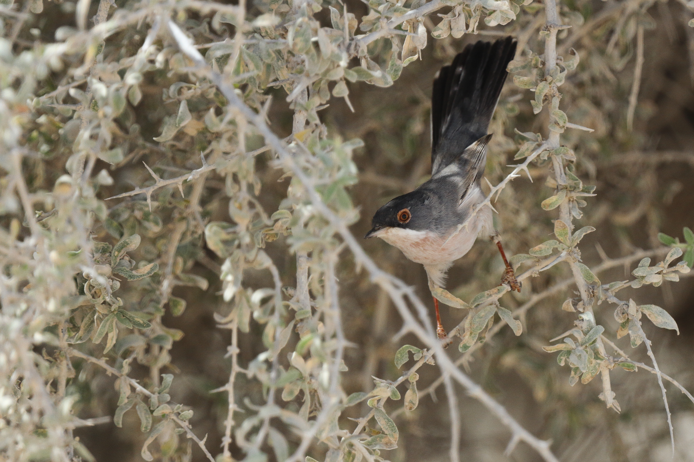 Menetries's Warbler. Qatar, 04 March 2013 © Neil G. Morris.