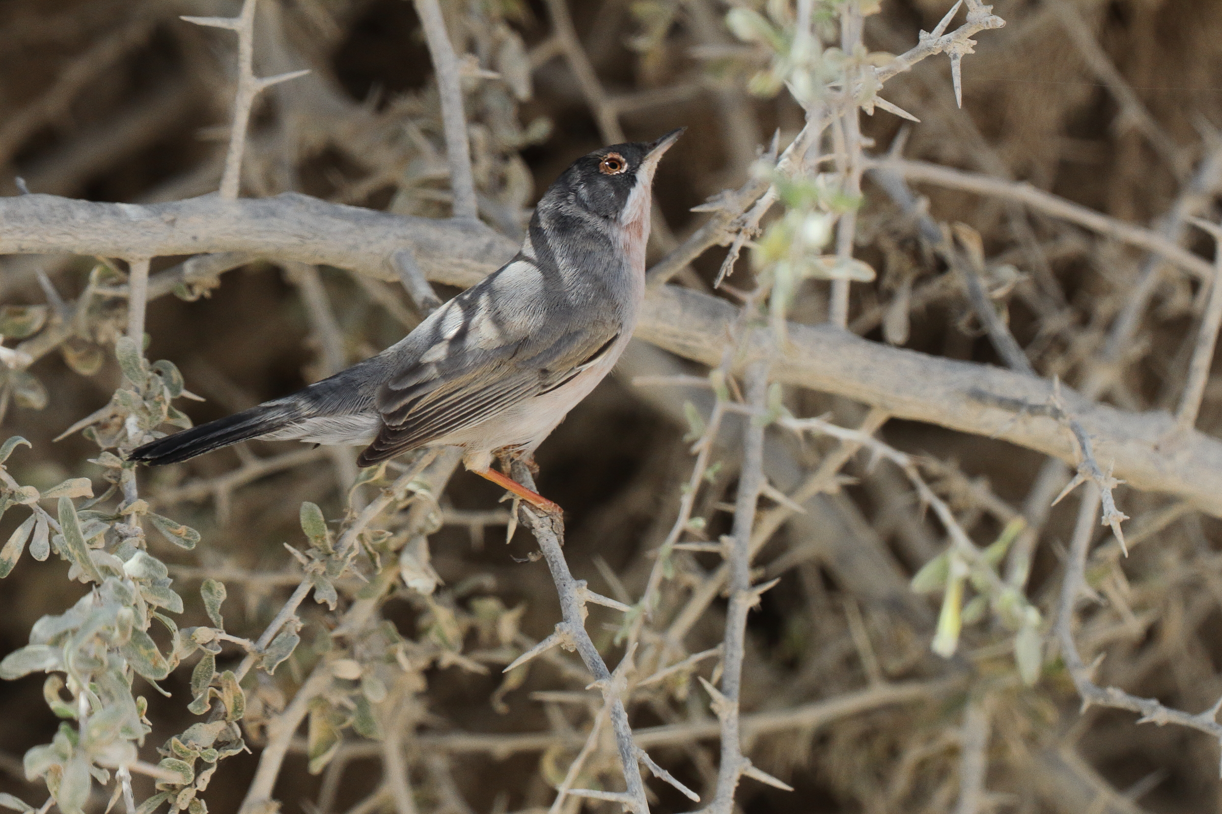 Menetries's Warbler. Qatar, 04 March 2013 © Neil G. Morris.