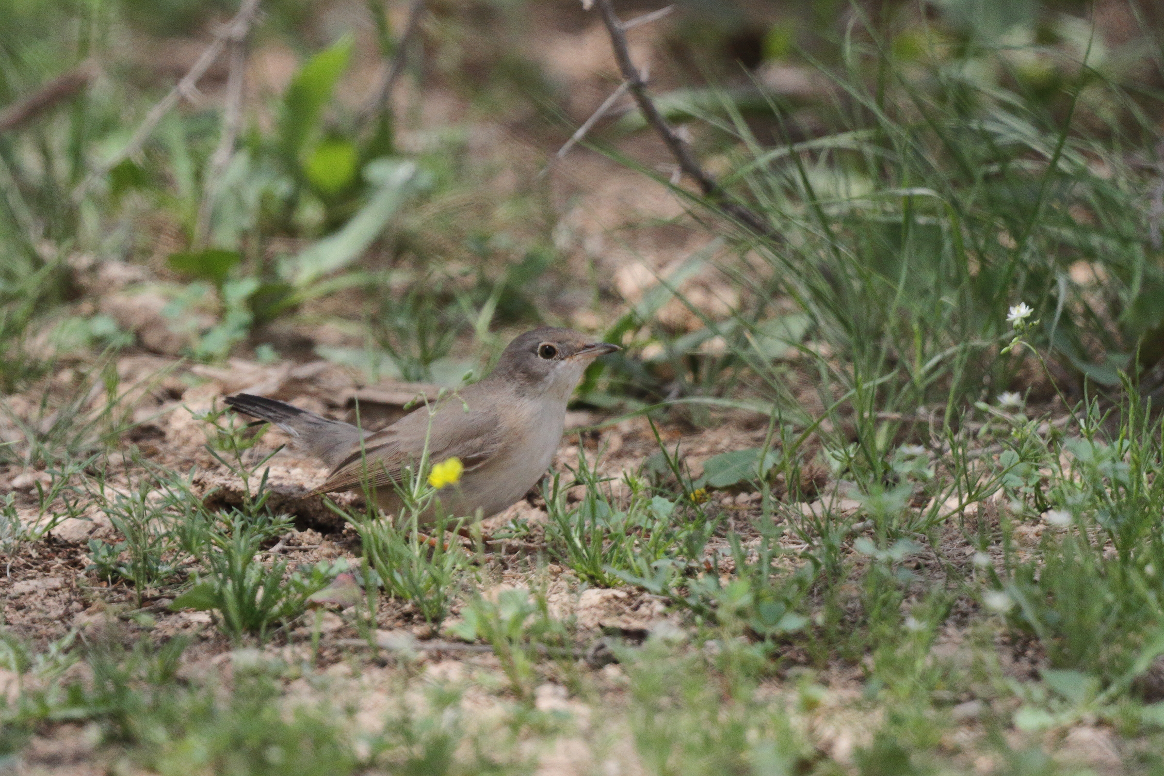 Menetries's Warbler. Qatar, 25 March 2013 © Neil G. Morris.
