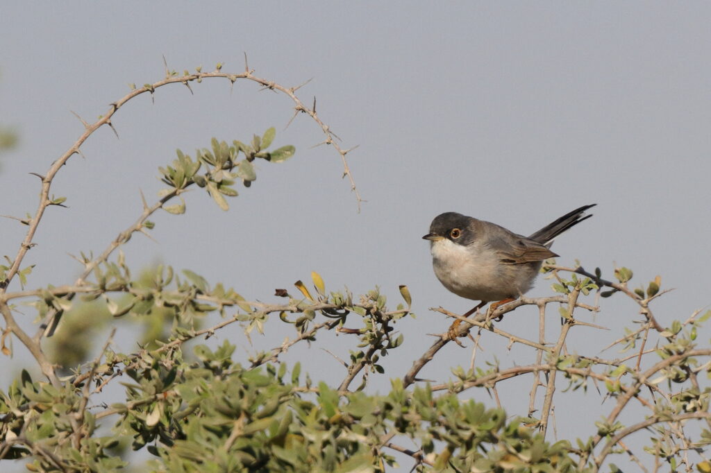 Menetries's Warbler. Qatar, 23 February 2014 © Neil G. Morris.