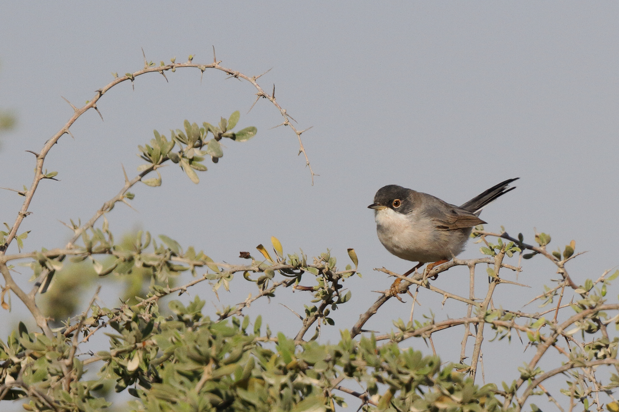 Menetries's Warbler. Qatar, 23 February 2014 © Neil G. Morris.