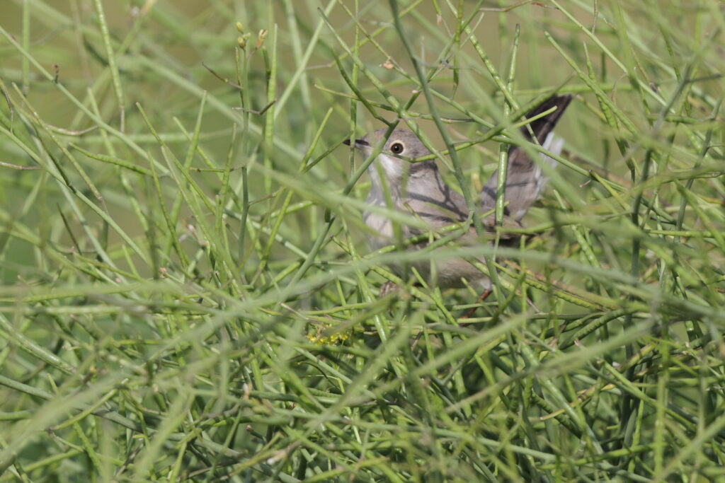 Menetries's Warbler. Qatar, 27 February 2014 © Neil G. Morris.