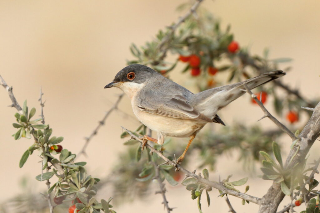 Menetries's Warbler. Qatar, 14 March 2013 © Neil G. Morris.