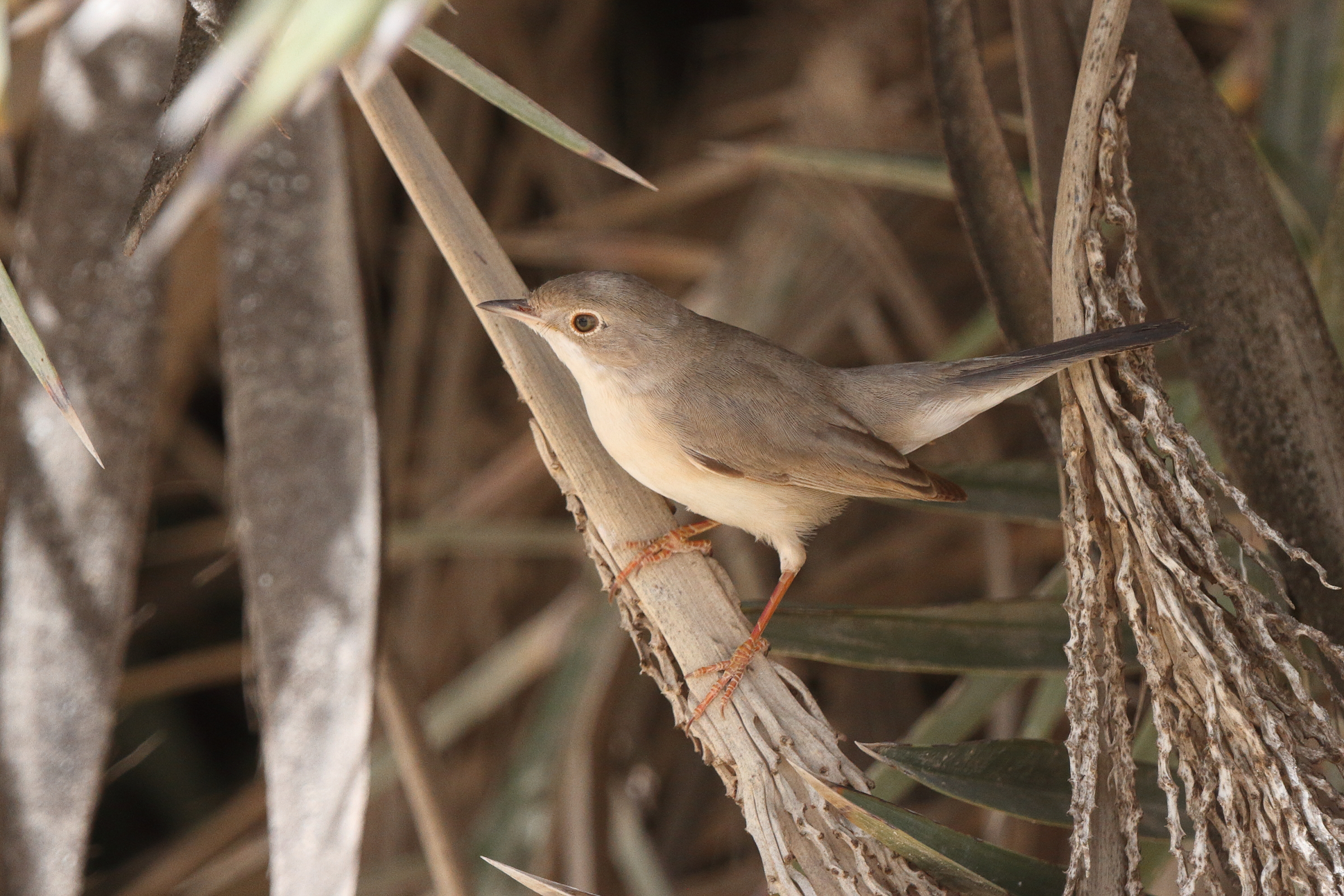 Menetries's Warbler. Qatar, 31 March 2014 © Neil G. Morris.