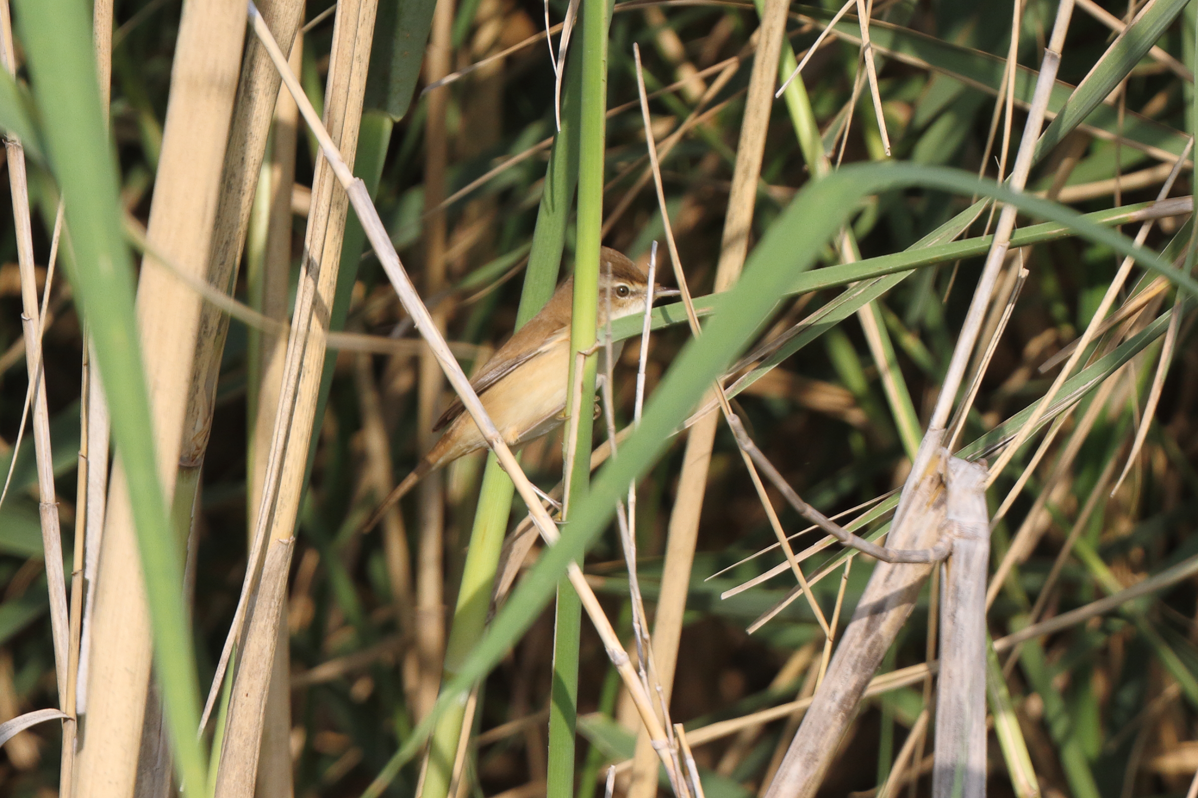 Paddyfield Warbler. Qatar, 14 November 2013 © Neil G. Morris.