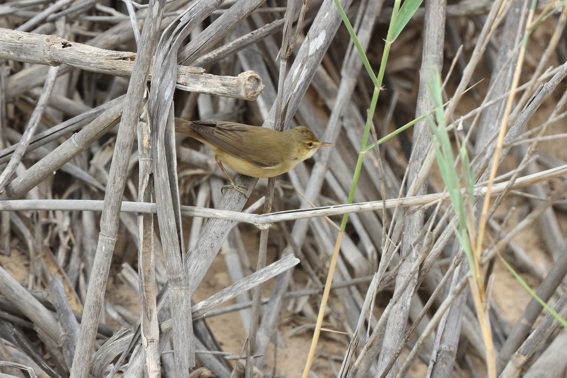 Eurasian Reed Warbler. Qatar, 28 April 2013 © Neil G. Morris.
