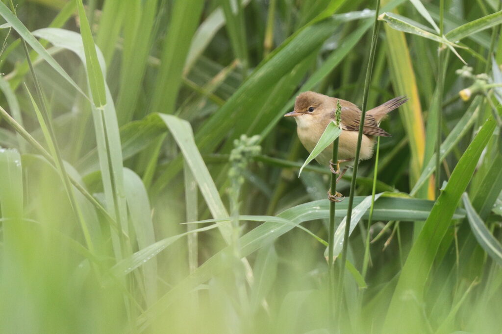 Eurasian Reed Warbler. Qatar, 30 April 2013 © Neil G. Morris.