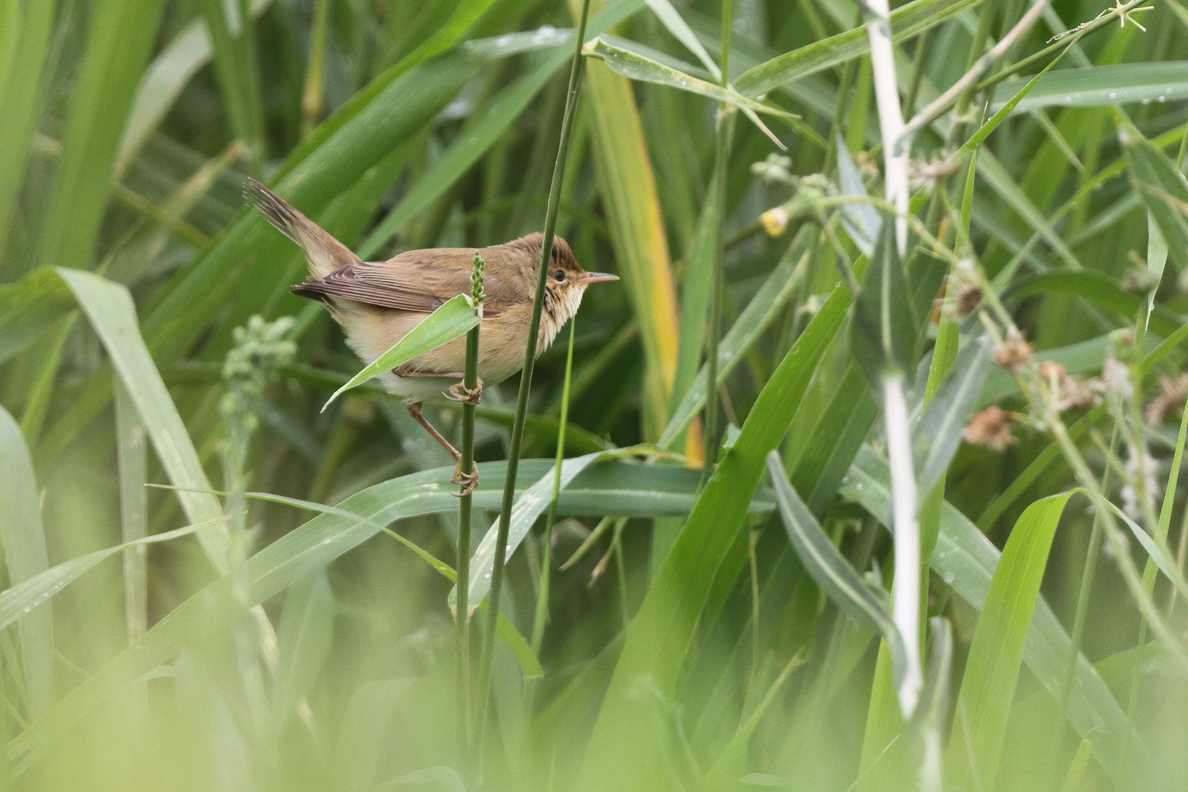 Eurasian Reed Warbler. Qatar, 30 April 2013 © Neil G. Morris.