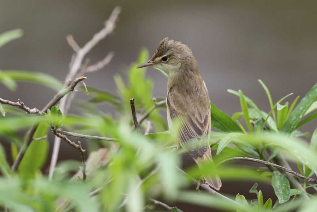 Eurasian Reed Warbler. Qatar, 08 May 2013 © Neil G. Morris.