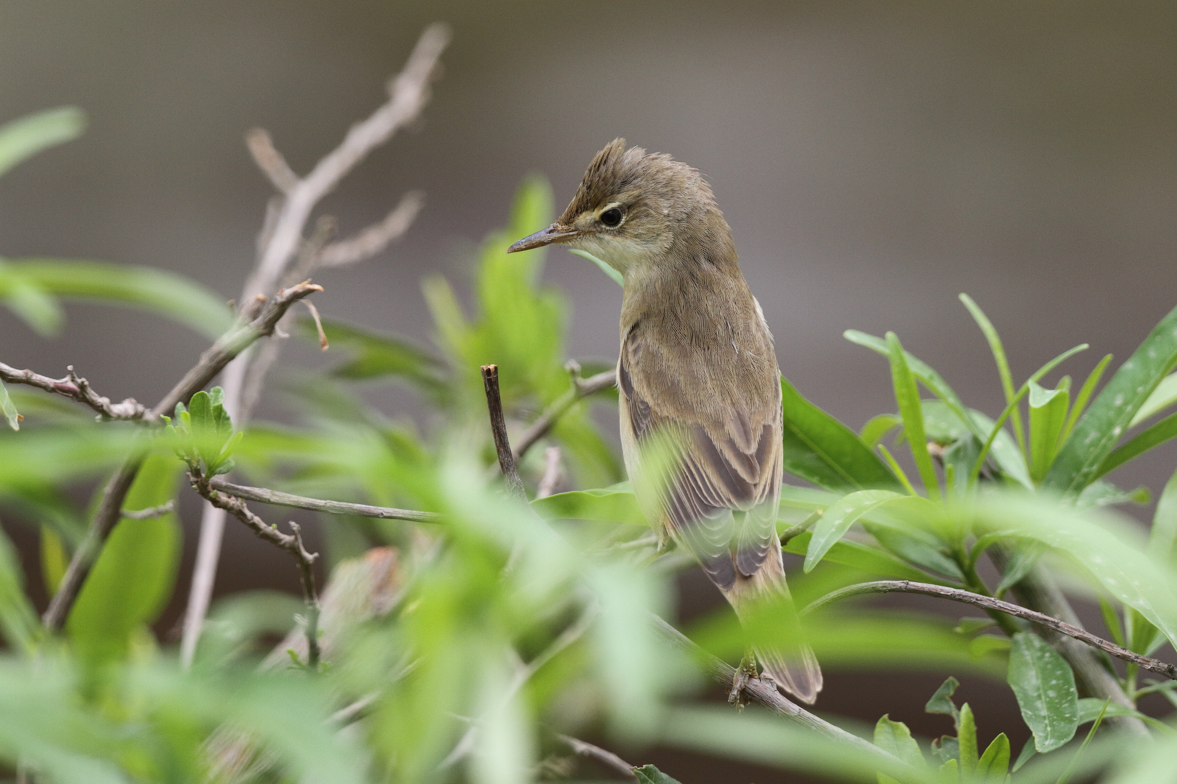 Eurasian Reed Warbler. Qatar, 08 May 2013 © Neil G. Morris.