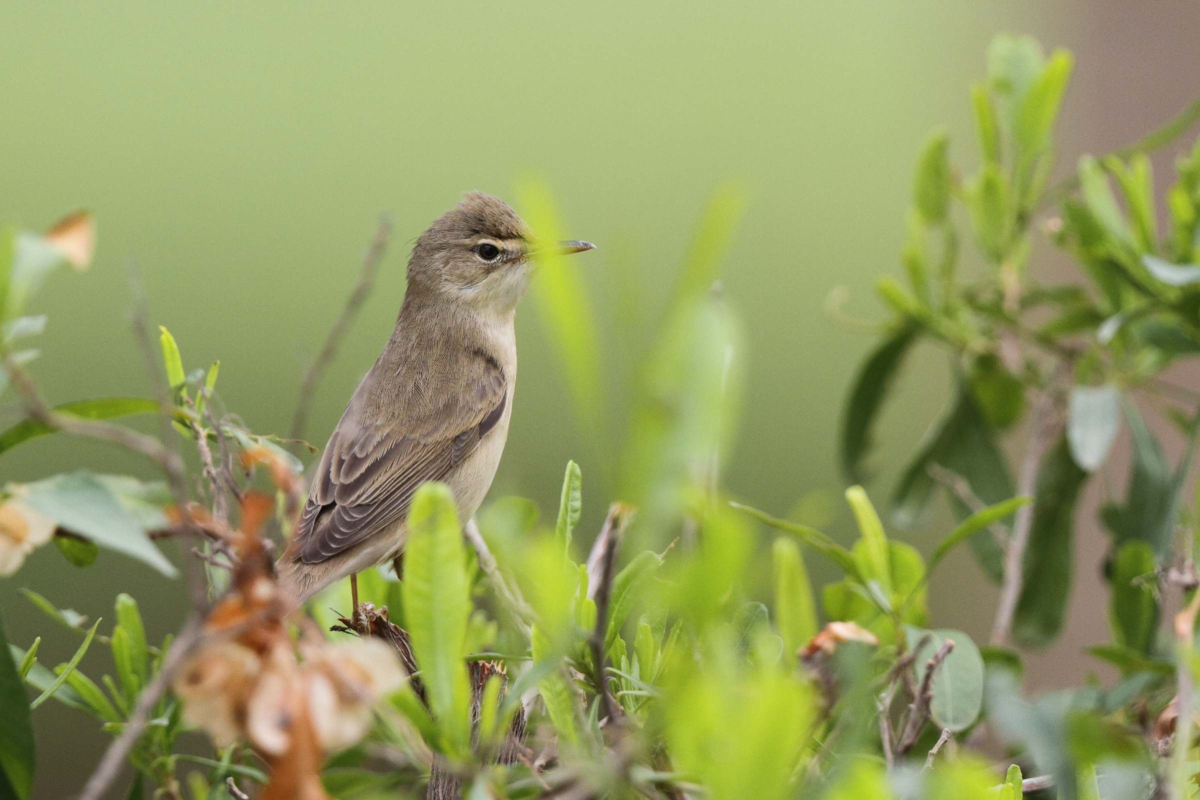 Eurasian Reed Warbler. Qatar, 08 May 2013 © Neil G. Morris.