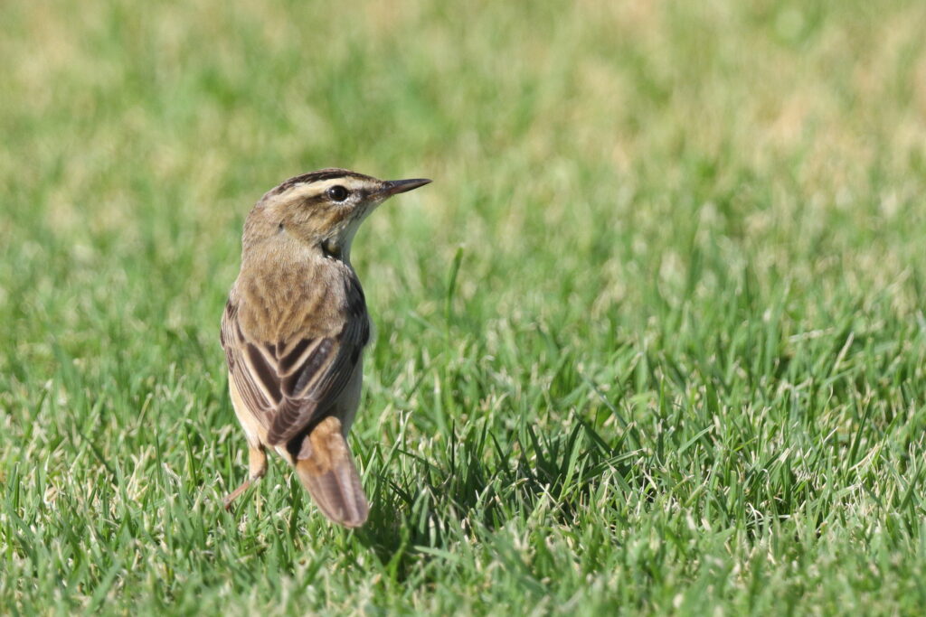 Sedge Warbler. Qatar, 15 May 2014 © Neil G. Morris.