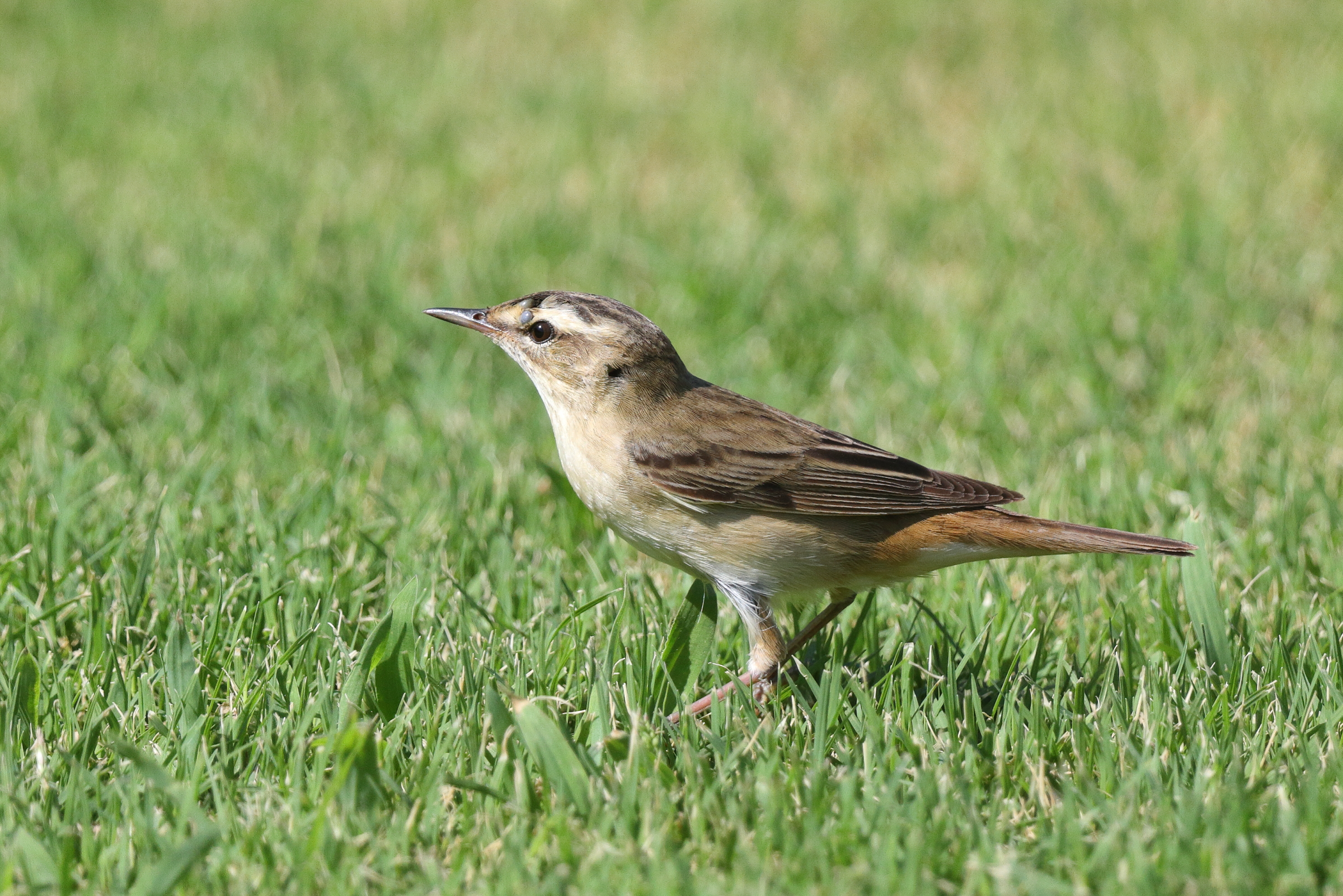 Sedge Warbler. Qatar, 15 May 2014 © Neil G. Morris.