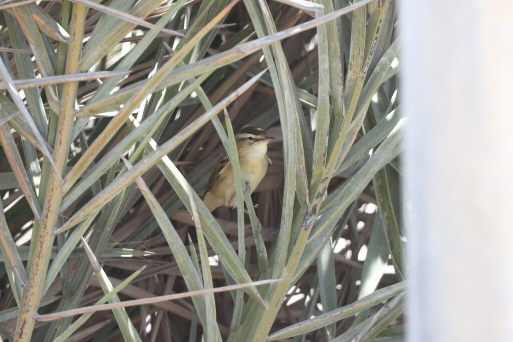 Sedge Warbler. Qatar, 18 May 2014 © Neil G. Morris.