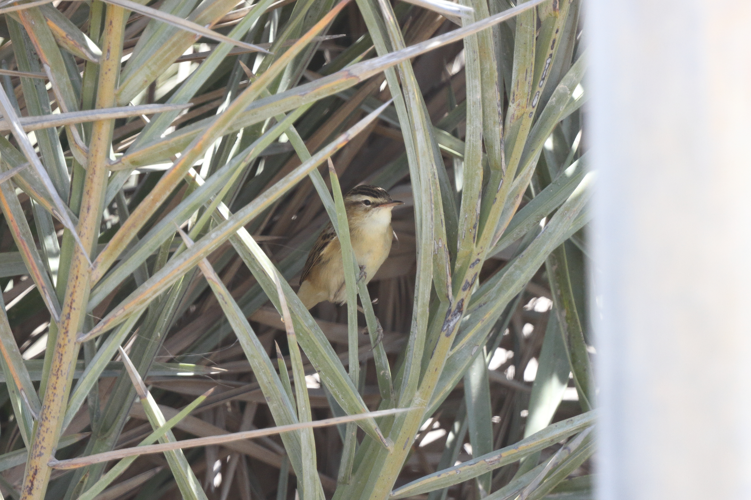 Sedge Warbler. Qatar, 18 May 2014 © Neil G. Morris.