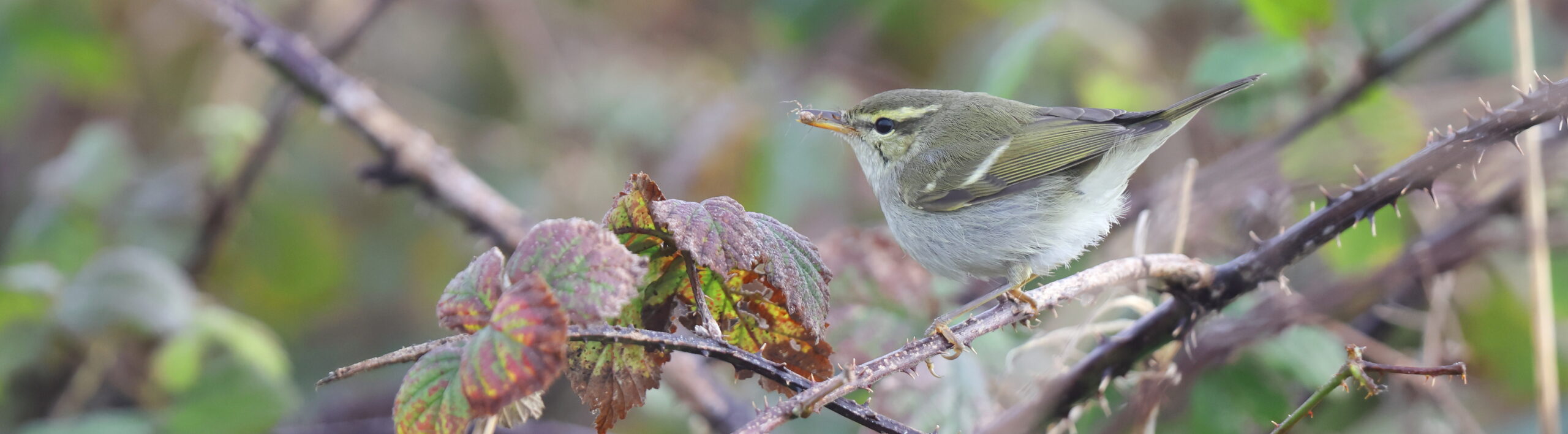 Two-barred Greenish Warbler. Yorkshire, 28 October 2023 © Neil G. Morris.