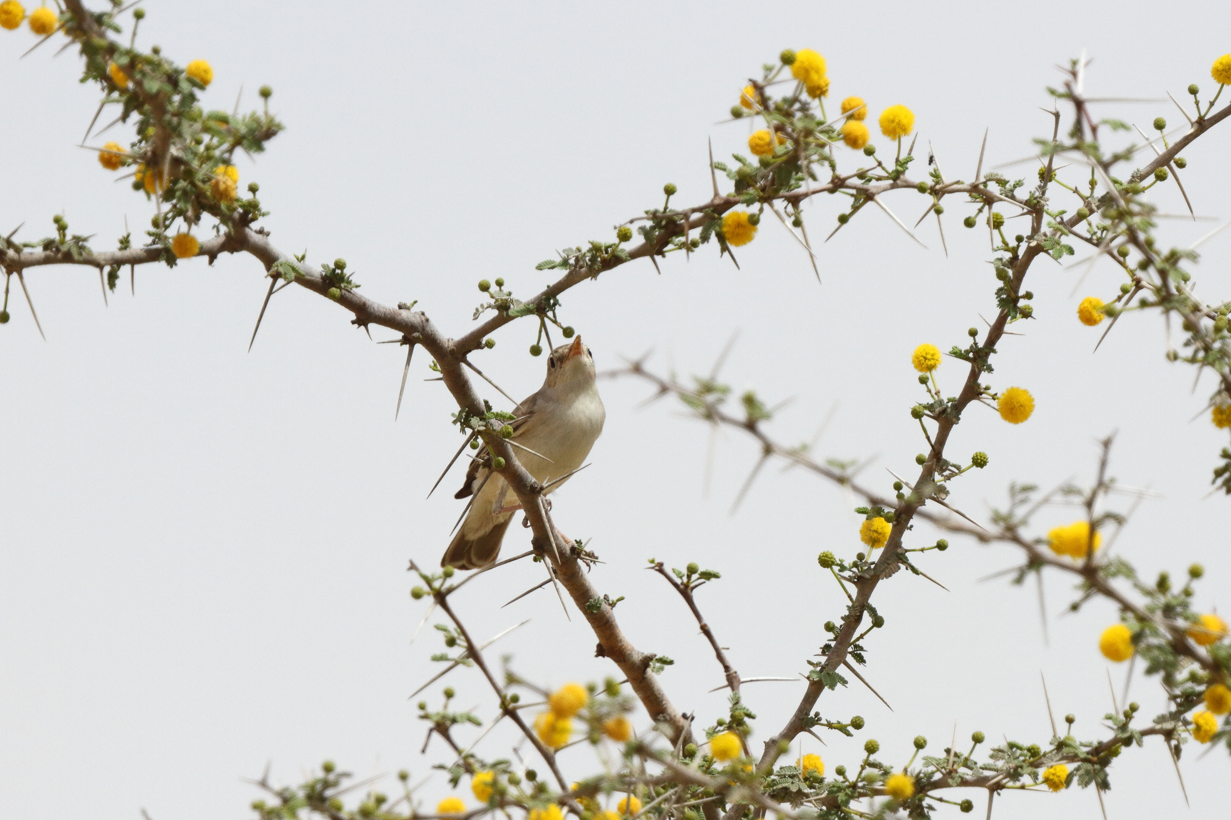 Upcher's Warbler. Qatar, 29 March 2013 © Neil G. Morris.
