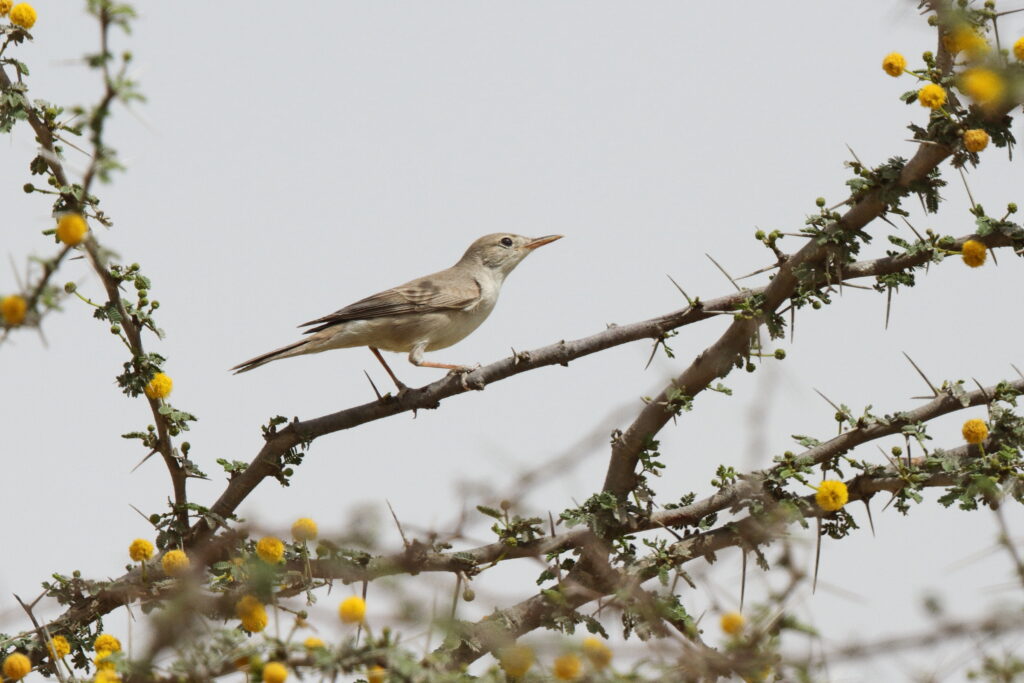 Upcher's Warbler. Qatar, 29 March 2013 © Neil G. Morris.