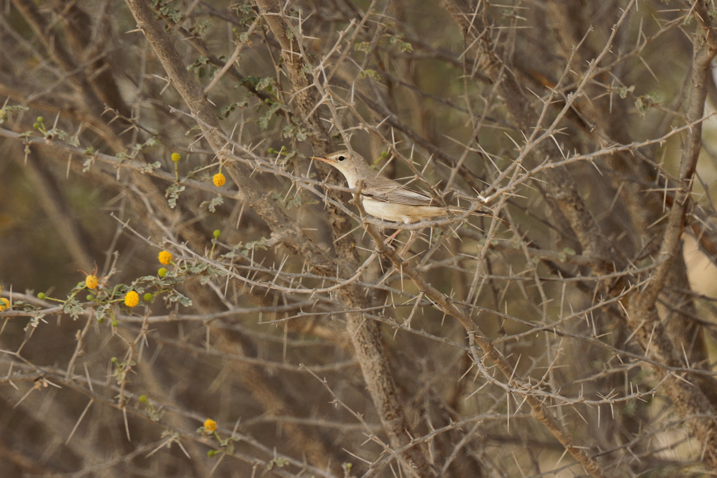 Upcher's Warbler. Qatar, 17 April 2013 © Neil G. Morris.