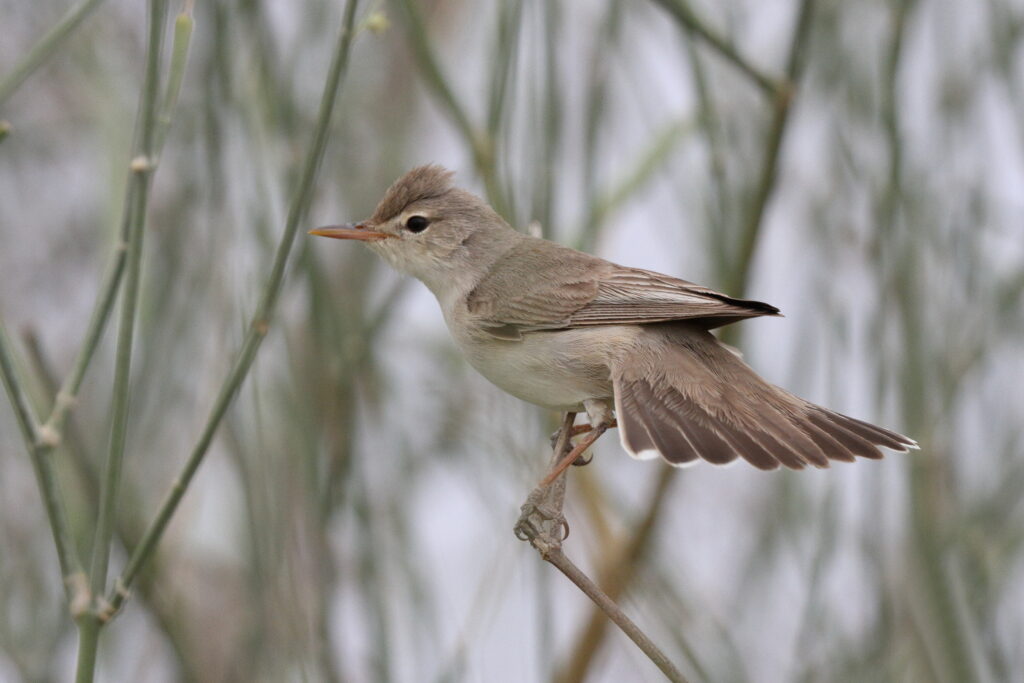 Upcher's Warbler. Qatar, 17 April 2013 © Neil G. Morris.