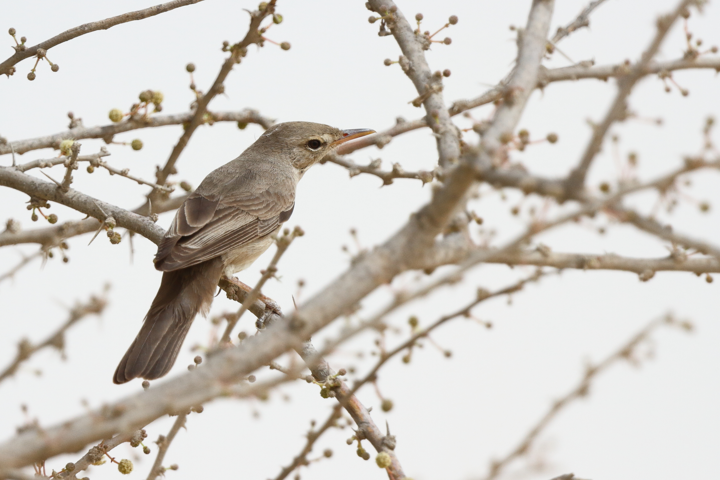 Upcher's Warbler. Qatar, 23 April 2013 © Neil G. Morris.