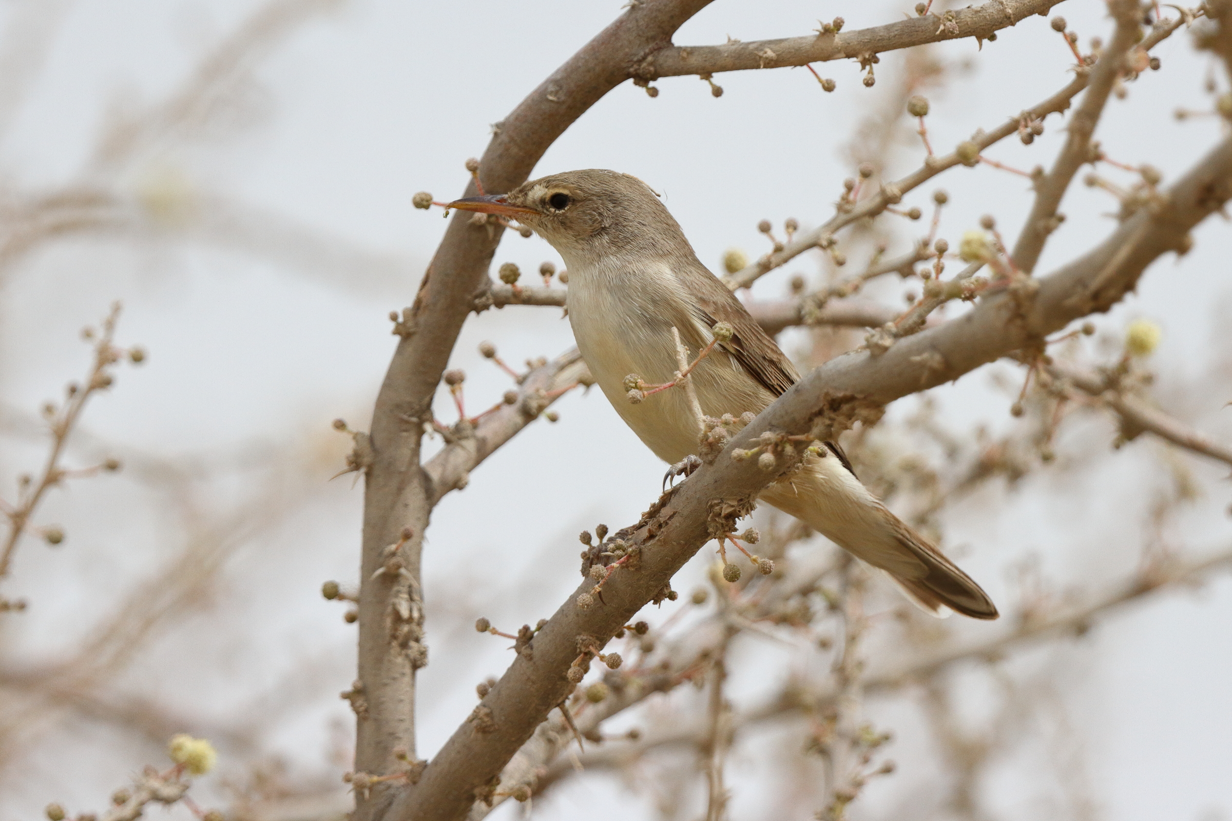 Upcher's Warbler. Qatar, 23 April 2013 © Neil G. Morris.