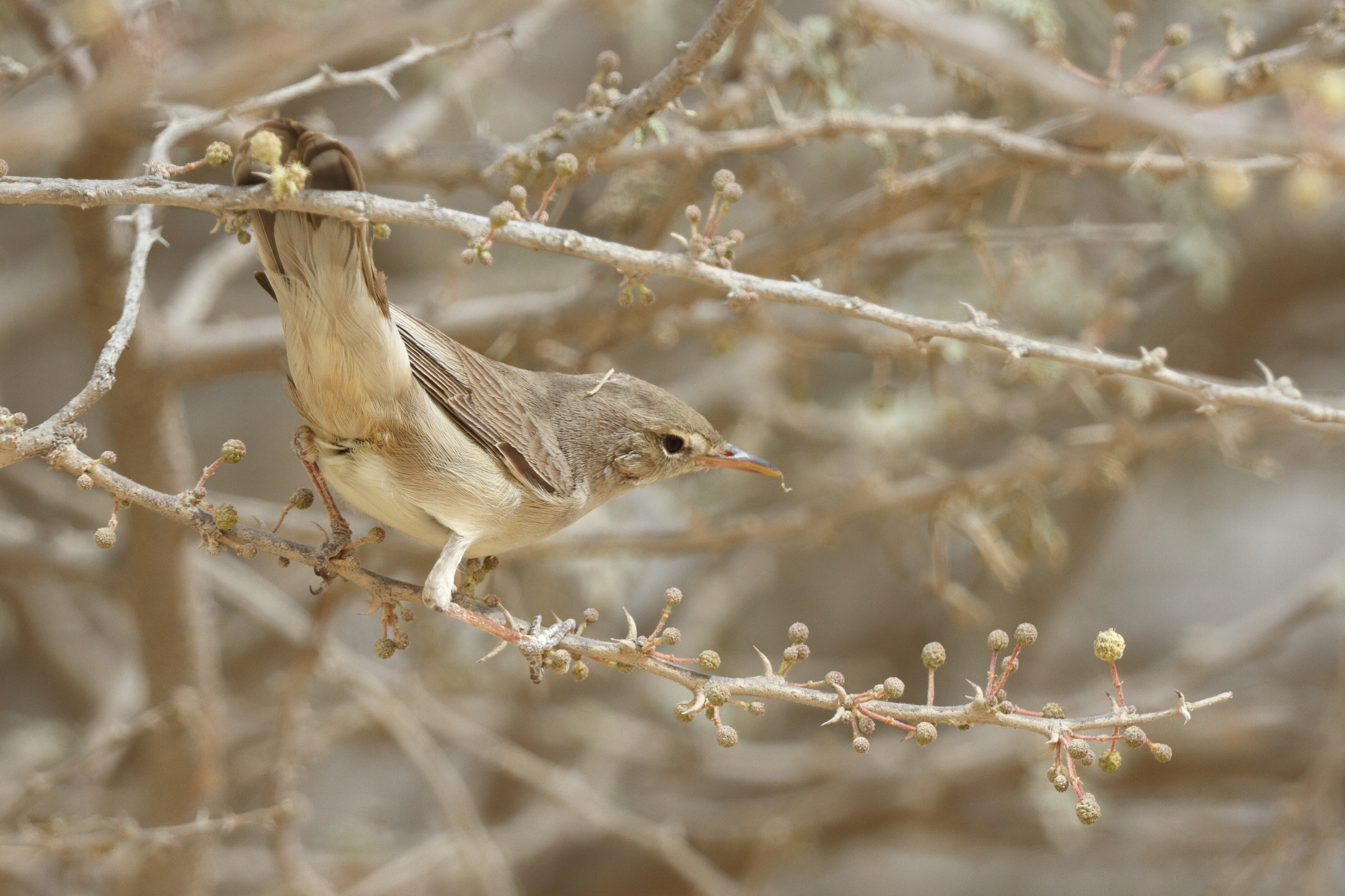 Upcher's Warbler. Qatar, 23 April 2013 © Neil G. Morris.