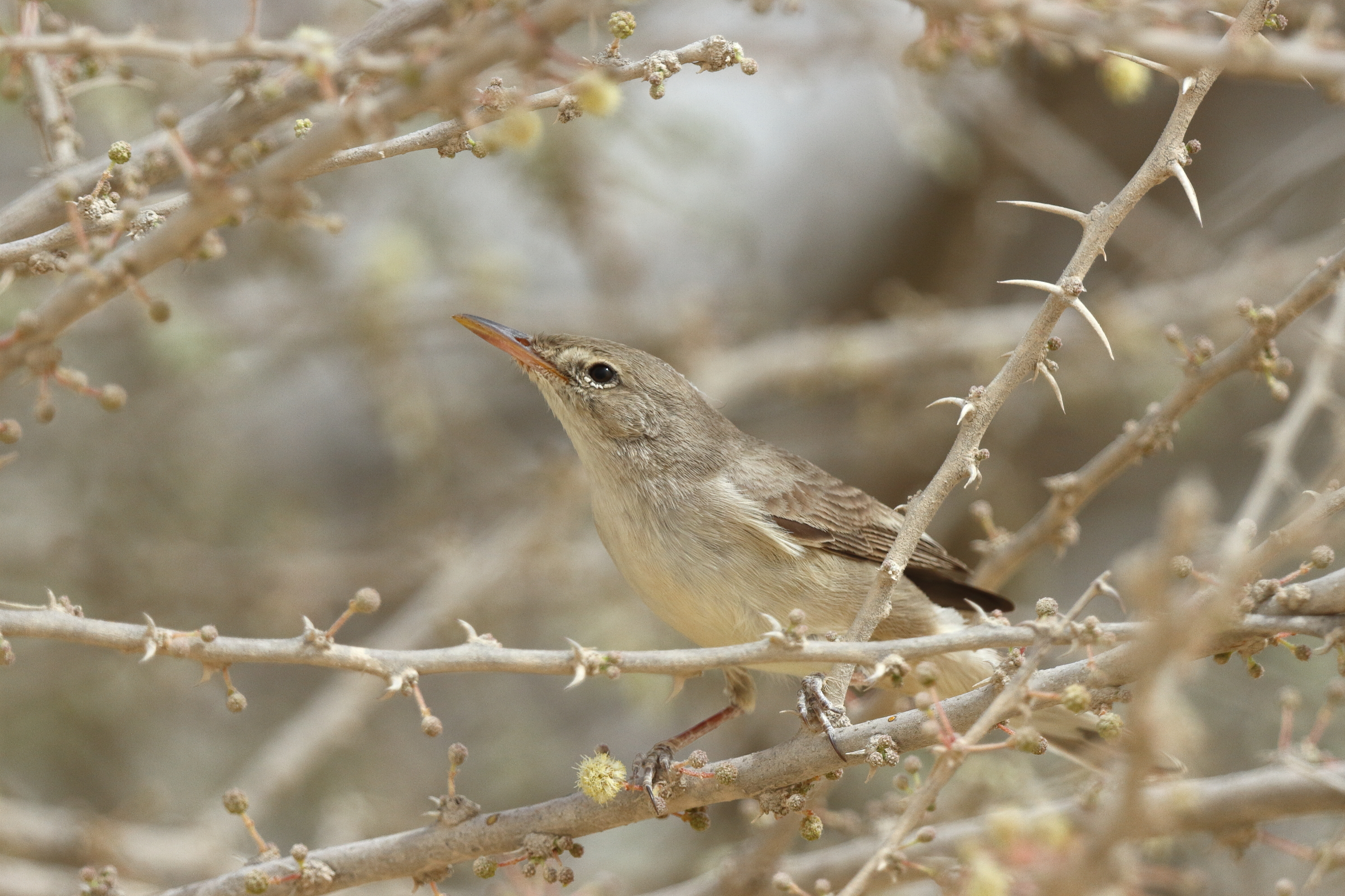 Upcher's Warbler. Qatar, 23 April 2013 © Neil G. Morris.