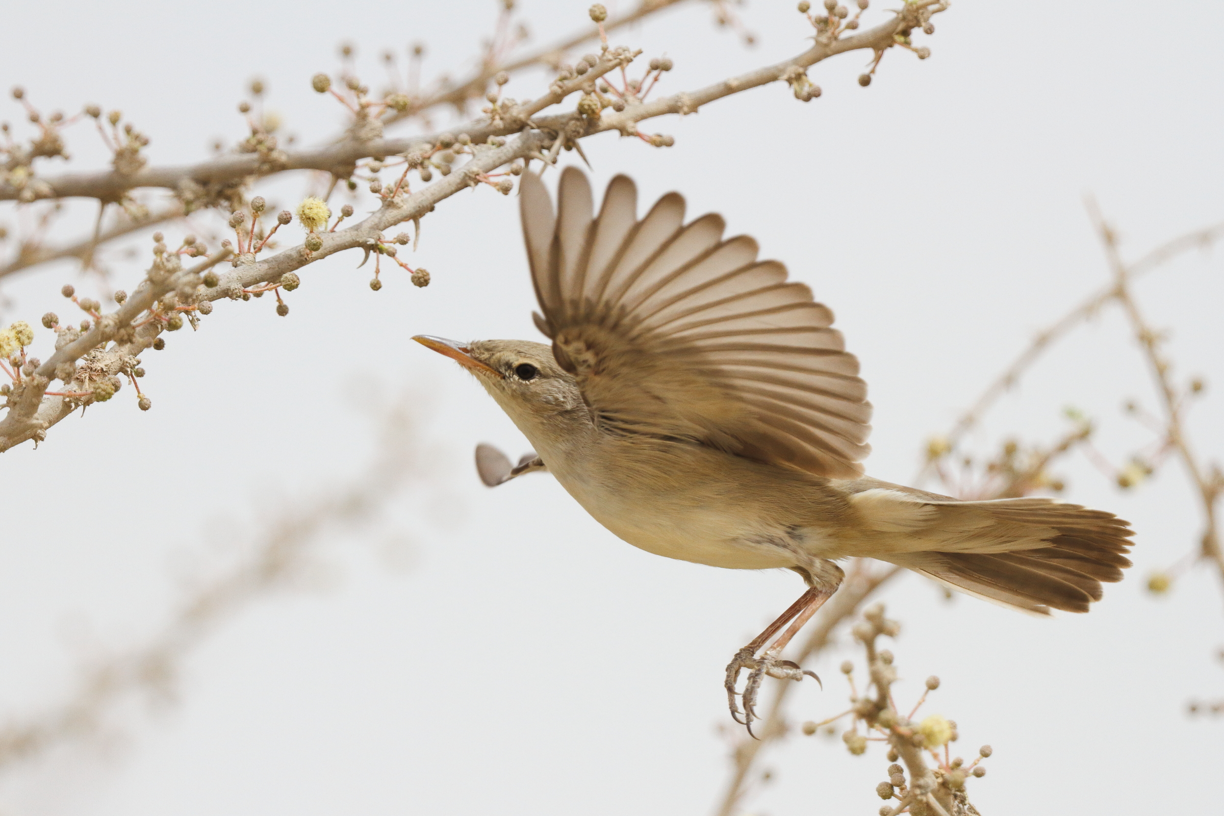 Upcher's Warbler. Qatar, 23 April 2013 © Neil G. Morris.