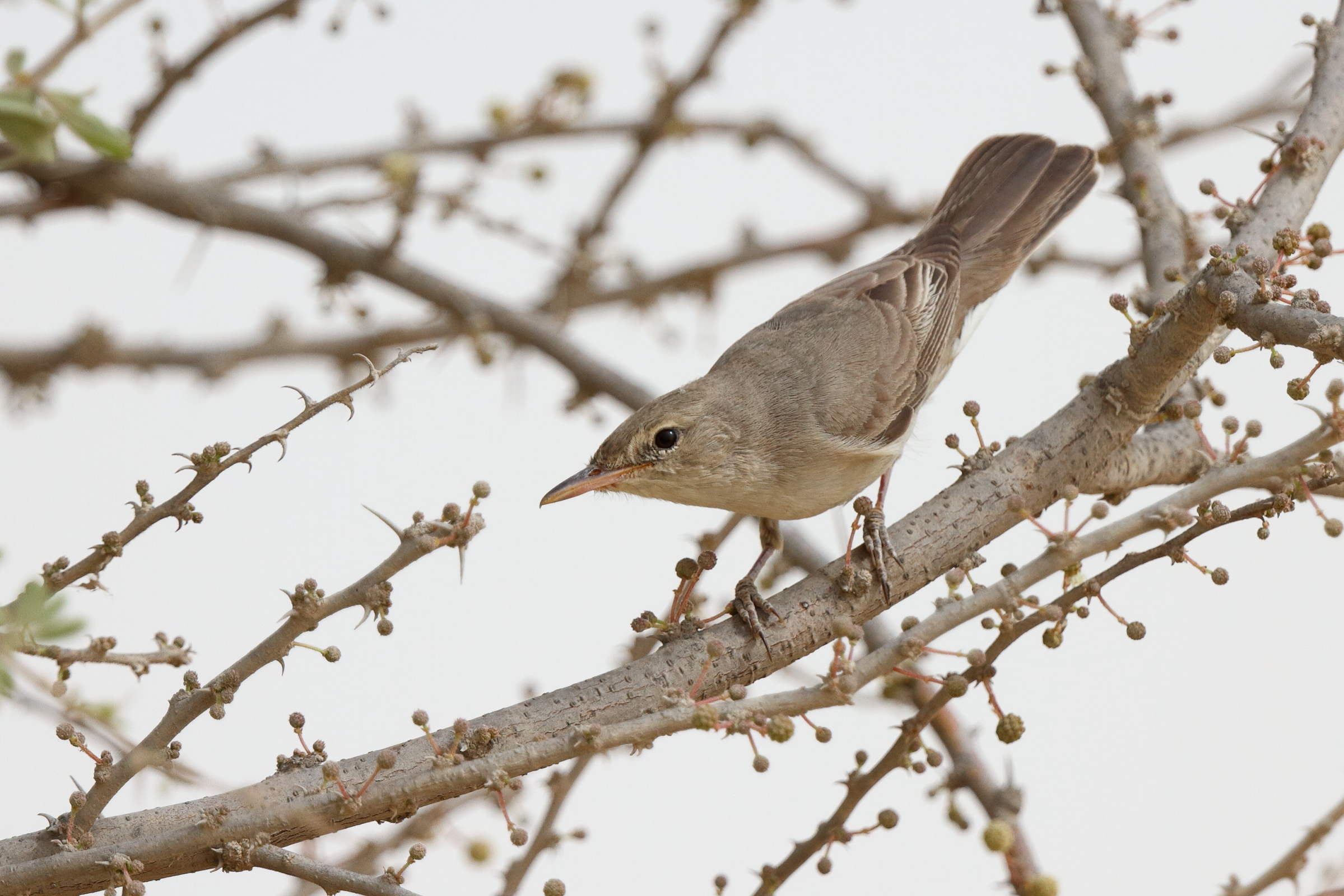 Upcher's Warbler. Qatar, 23 April 2013 © Neil G. Morris.