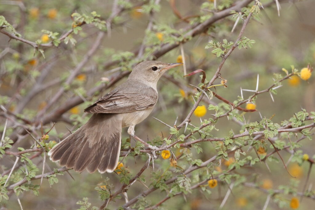 Upcher's Warbler. Qatar, 23 April 2013 © Neil G. Morris.