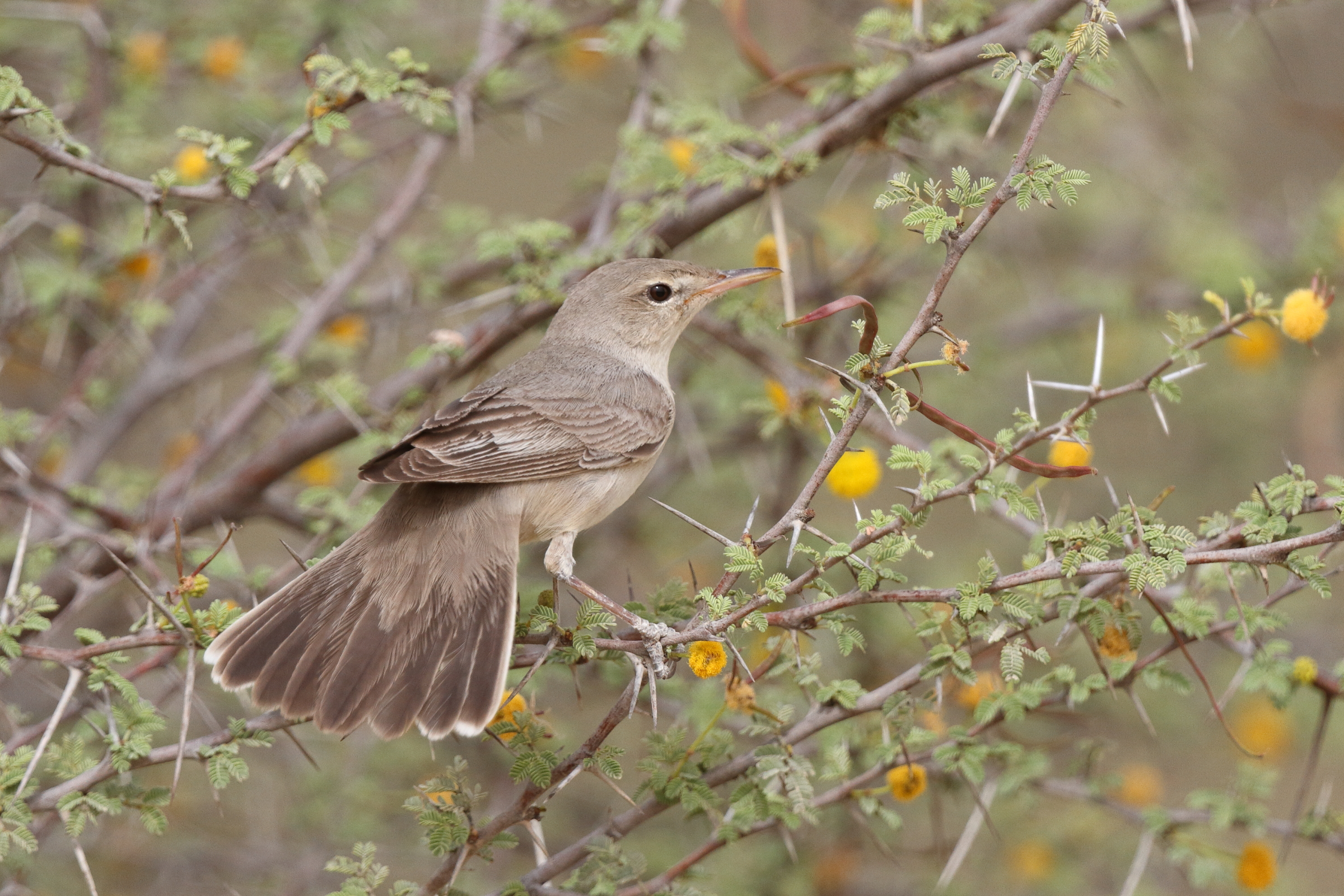 Upcher's Warbler. Qatar, 23 April 2013 © Neil G. Morris.