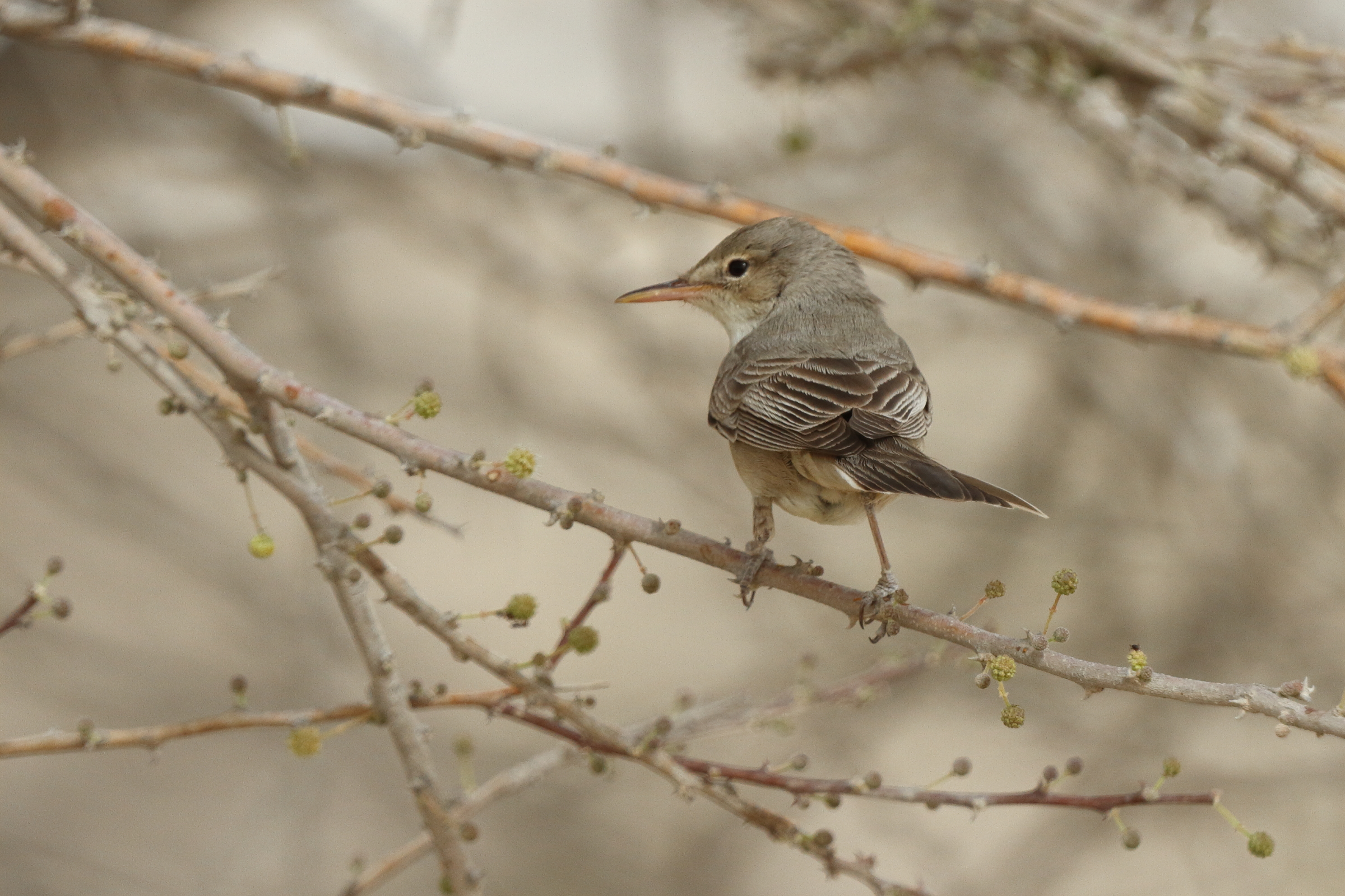 Upcher's Warbler. Qatar, 23 April 2013 © Neil G. Morris.