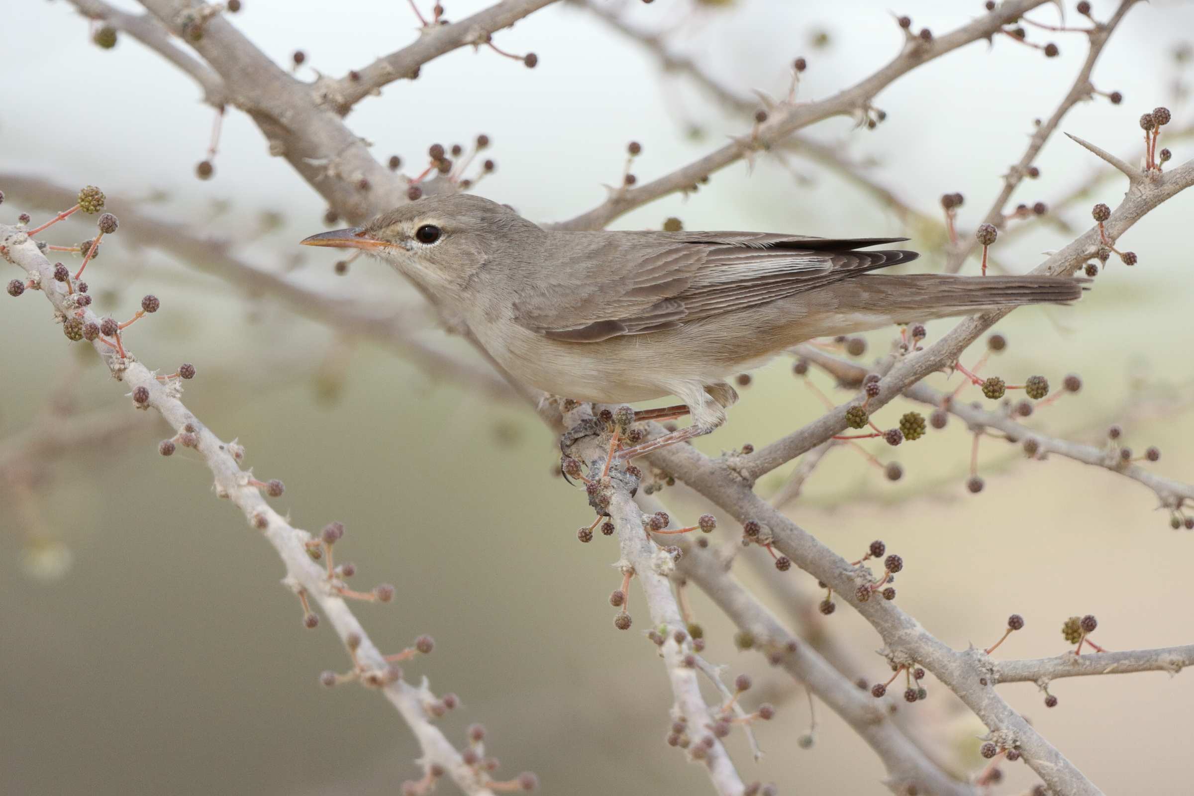 Upcher's Warbler. Qatar, 24 April 2013 © Neil G. Morris.