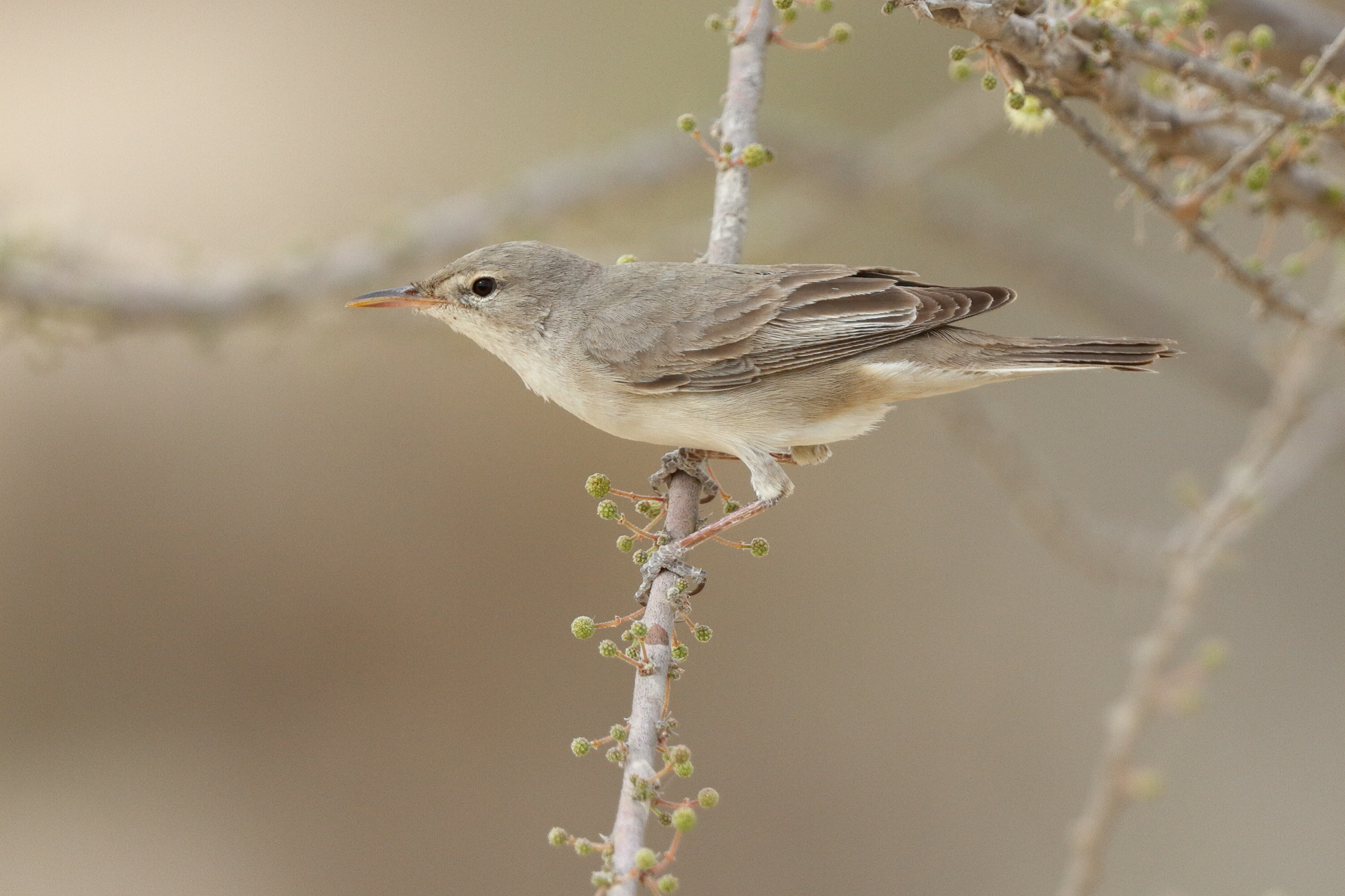 Upcher's Warbler. Qatar, 24 April 2013 © Neil G. Morris.