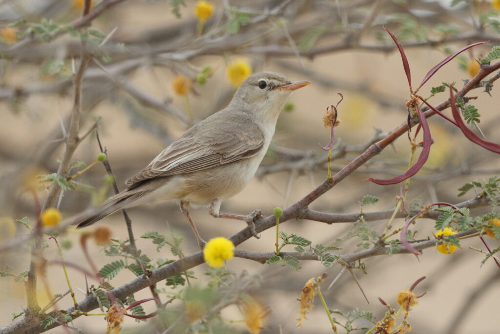 Upcher's Warbler. Qatar, 28 April 2013 © Neil G. Morris.
