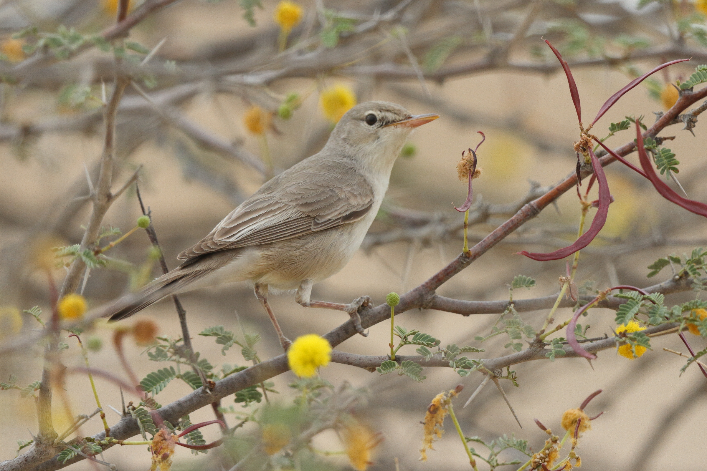 Upcher's Warbler. Qatar, 28 April 2013 © Neil G. Morris.