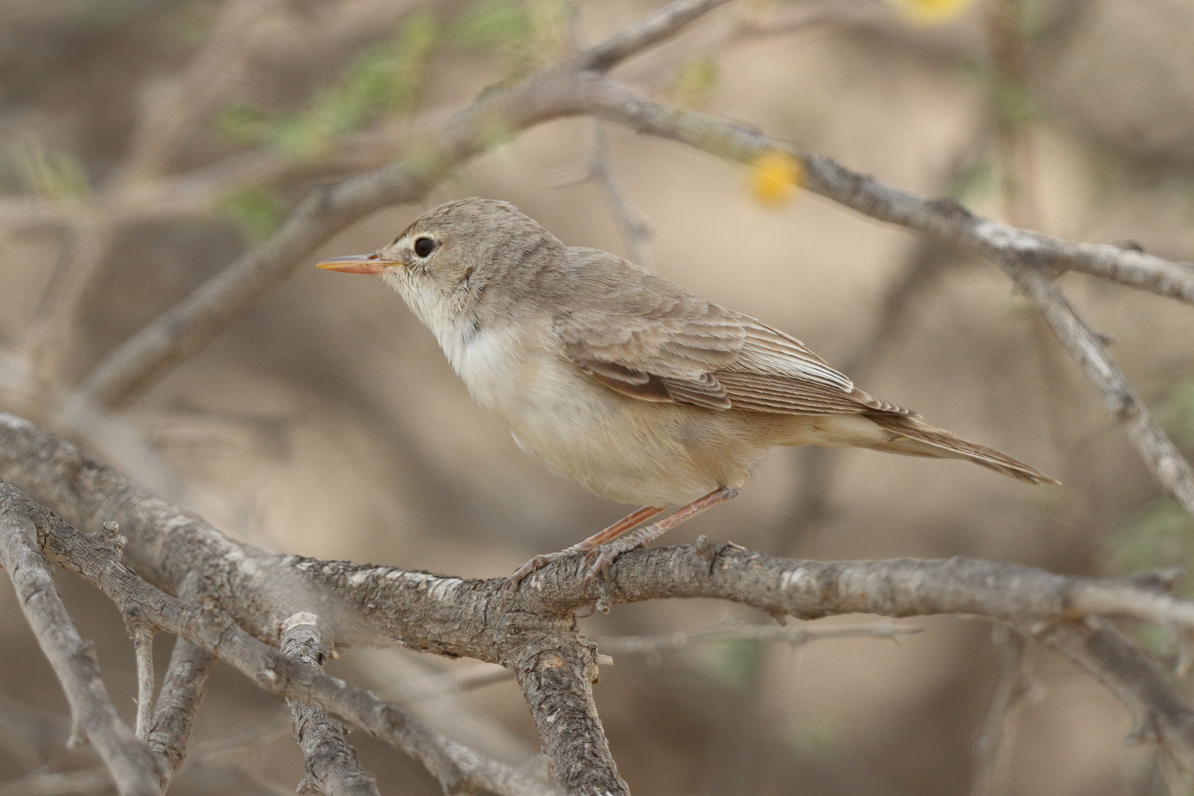 Upcher's Warbler. Qatar, 28 April 2013 © Neil G. Morris.