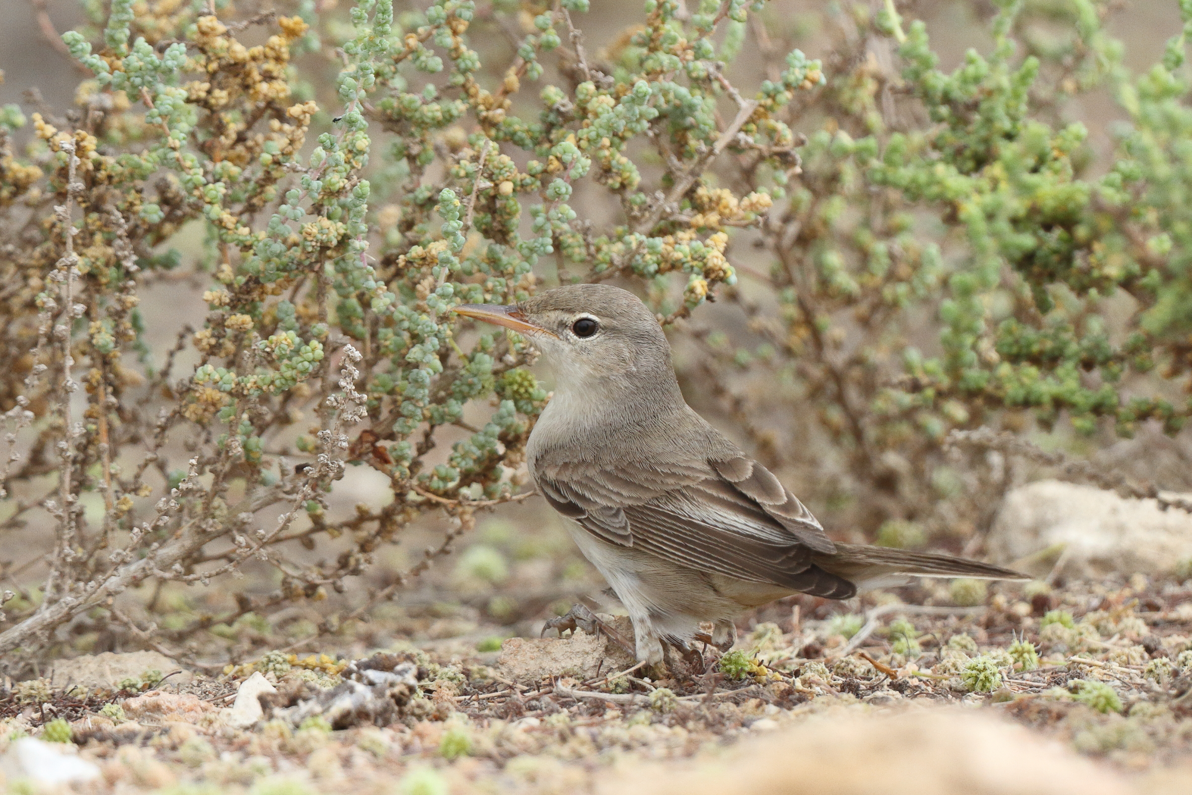 Upcher's Warbler. Qatar, 30 April 2013 © Neil G. Morris.