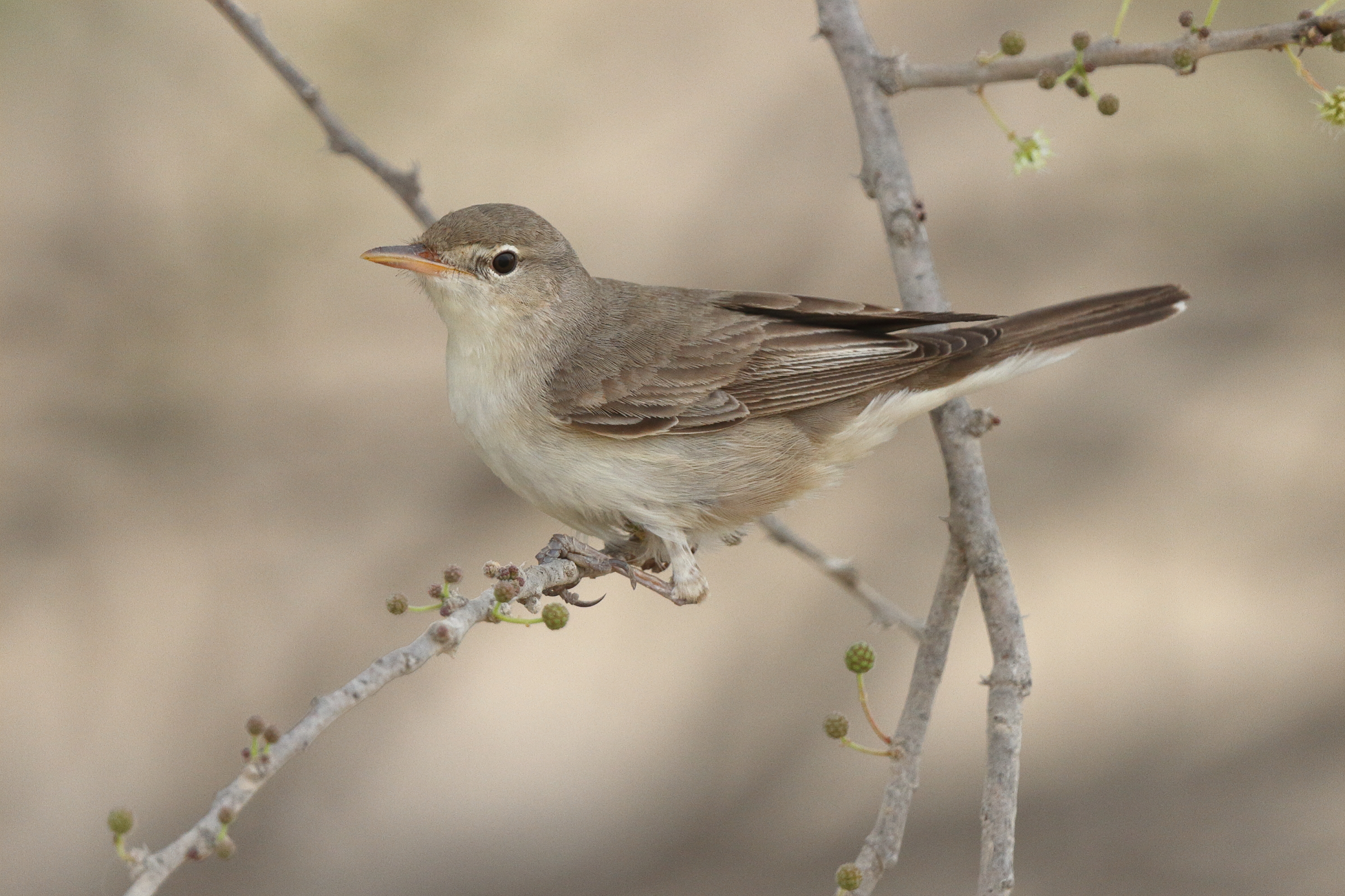 Upcher's Warbler. Qatar, 30 April 2013 © Neil G. Morris.
