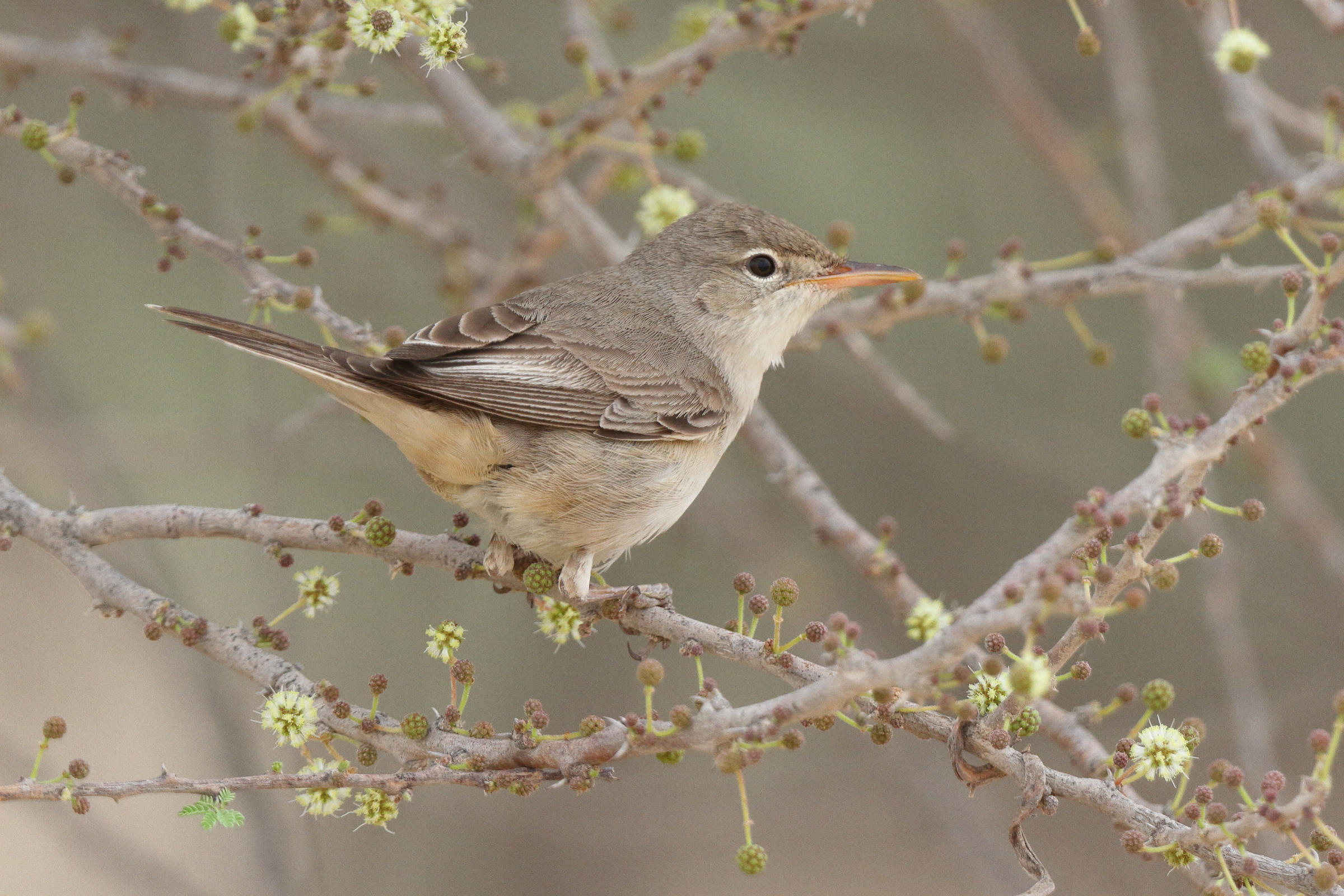Upcher's Warbler. Qatar, 30 April 2013 © Neil G. Morris.
