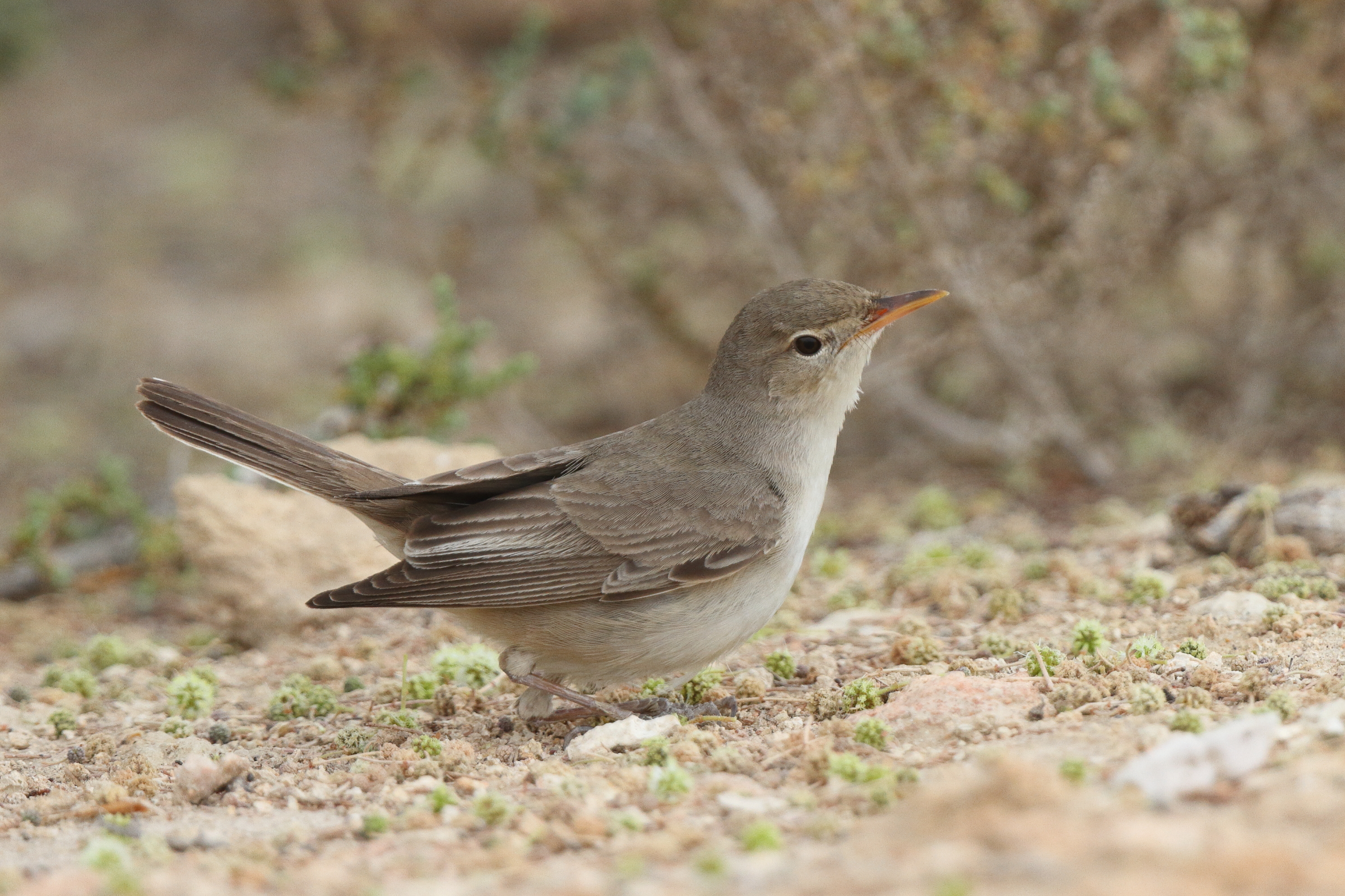 Upcher's Warbler. Qatar, 30 April 2013 © Neil G. Morris.