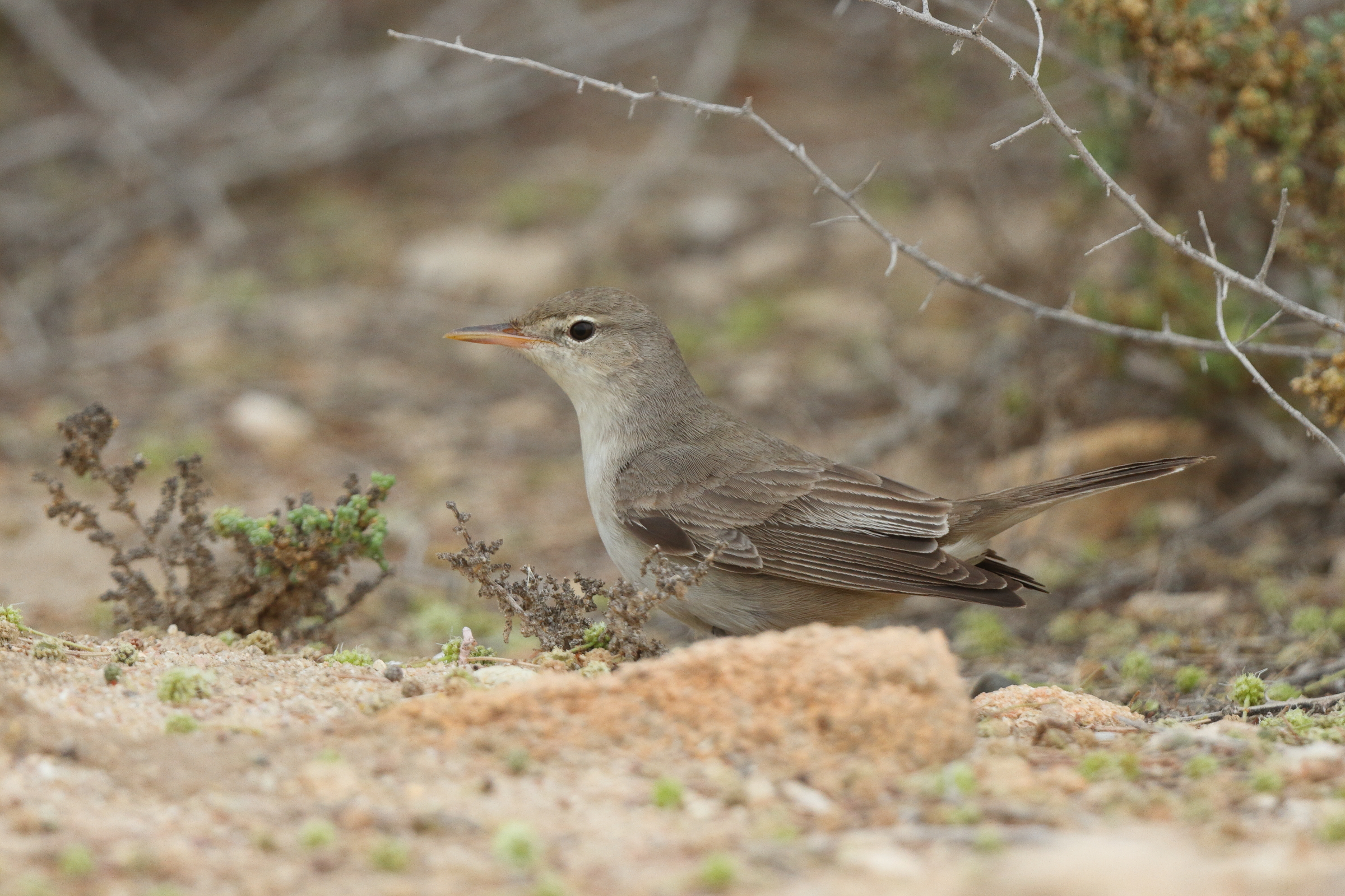 Upcher's Warbler. Qatar, 30 April 2013 © Neil G. Morris.