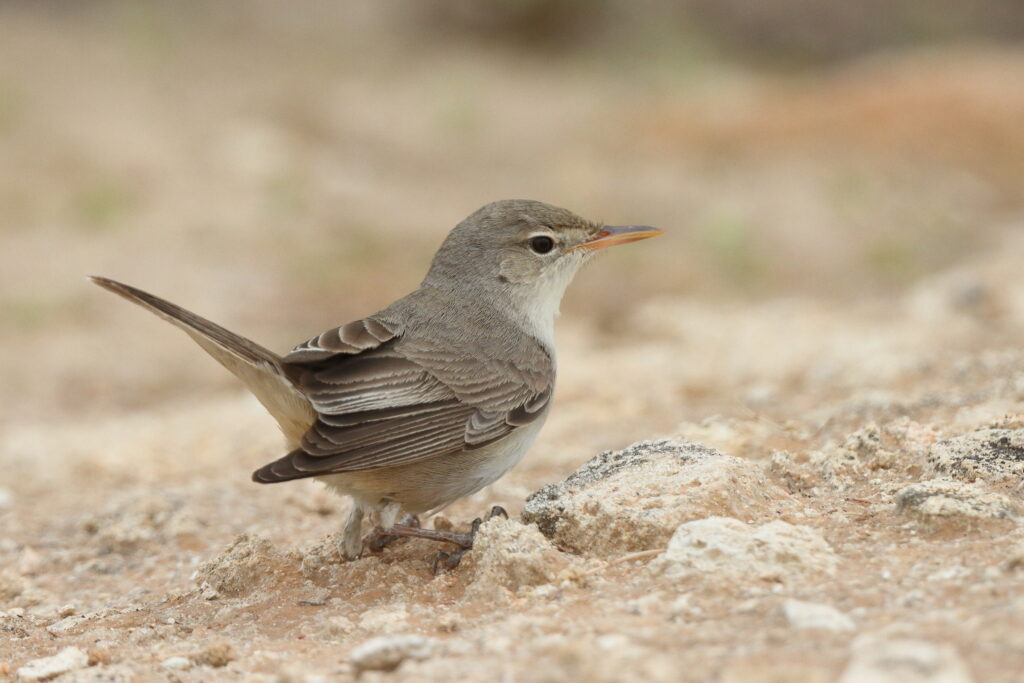 Upcher's Warbler. Qatar, 30 April 2013 © Neil G. Morris.
