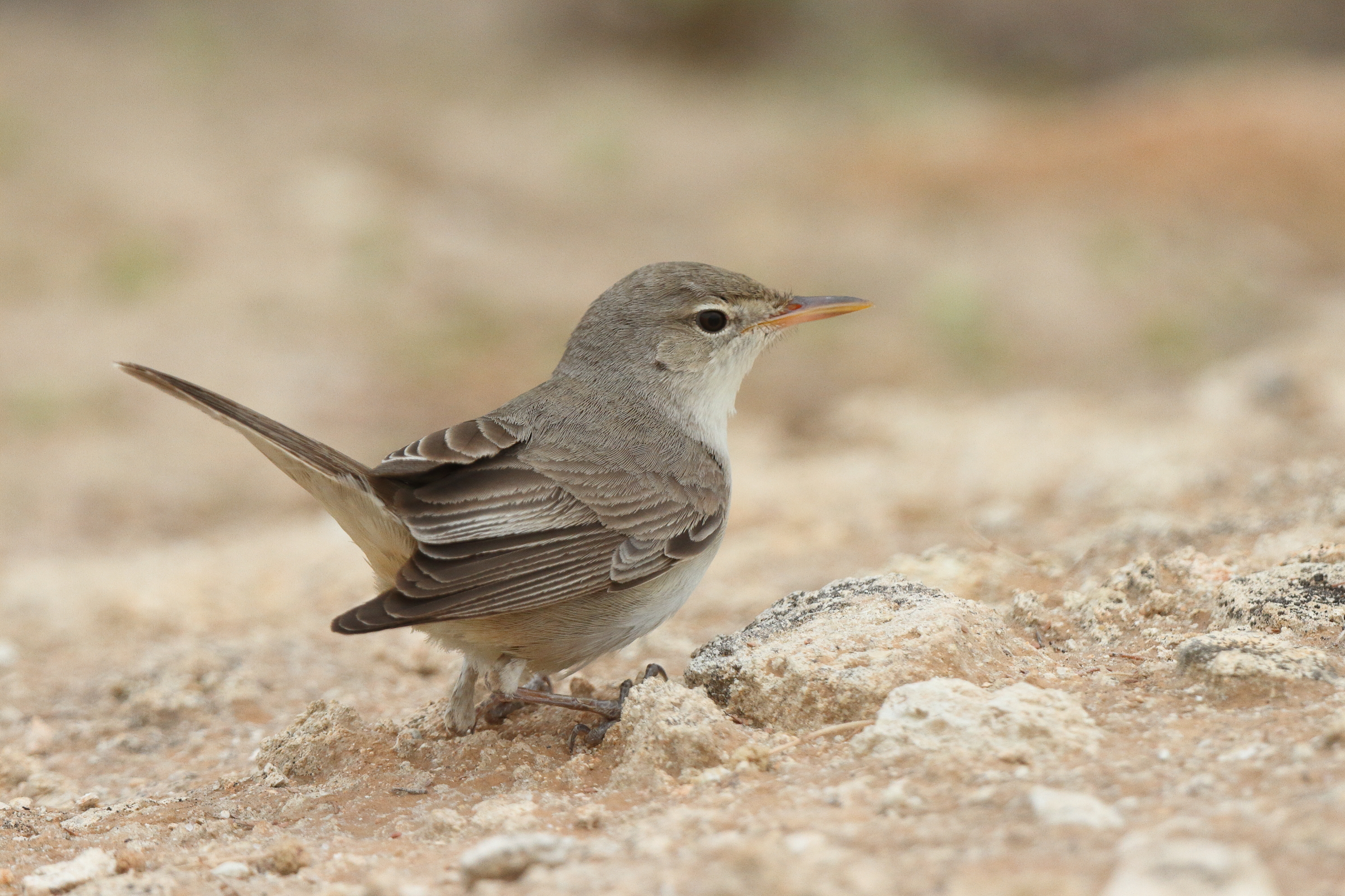 Upcher's Warbler. Qatar, 30 April 2013 © Neil G. Morris.