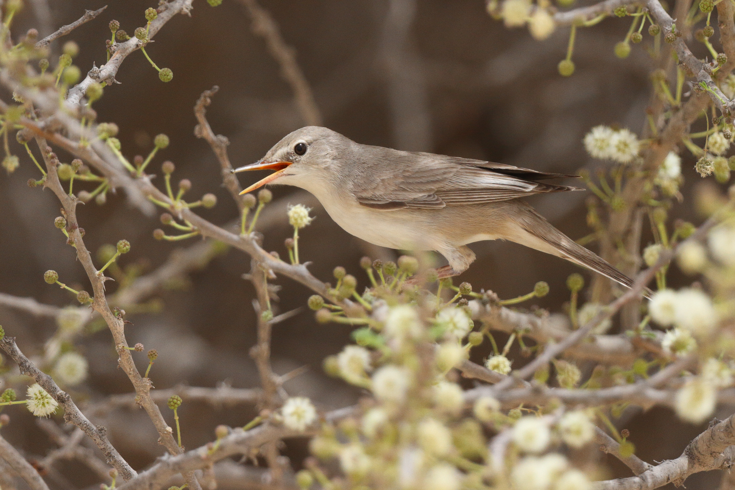 Upcher's Warbler. Qatar, 06 May 2013 © Neil G. Morris.