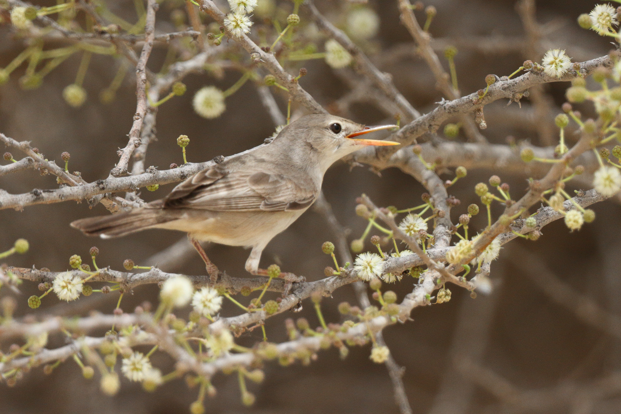 Upcher's Warbler. Qatar, 06 May 2013 © Neil G. Morris.