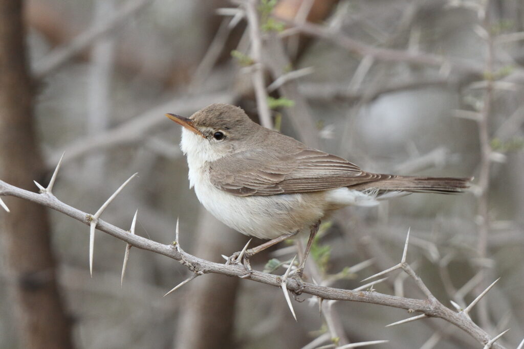 Upcher's Warbler. Qatar, 26 March 2014 © Neil G. Morris.