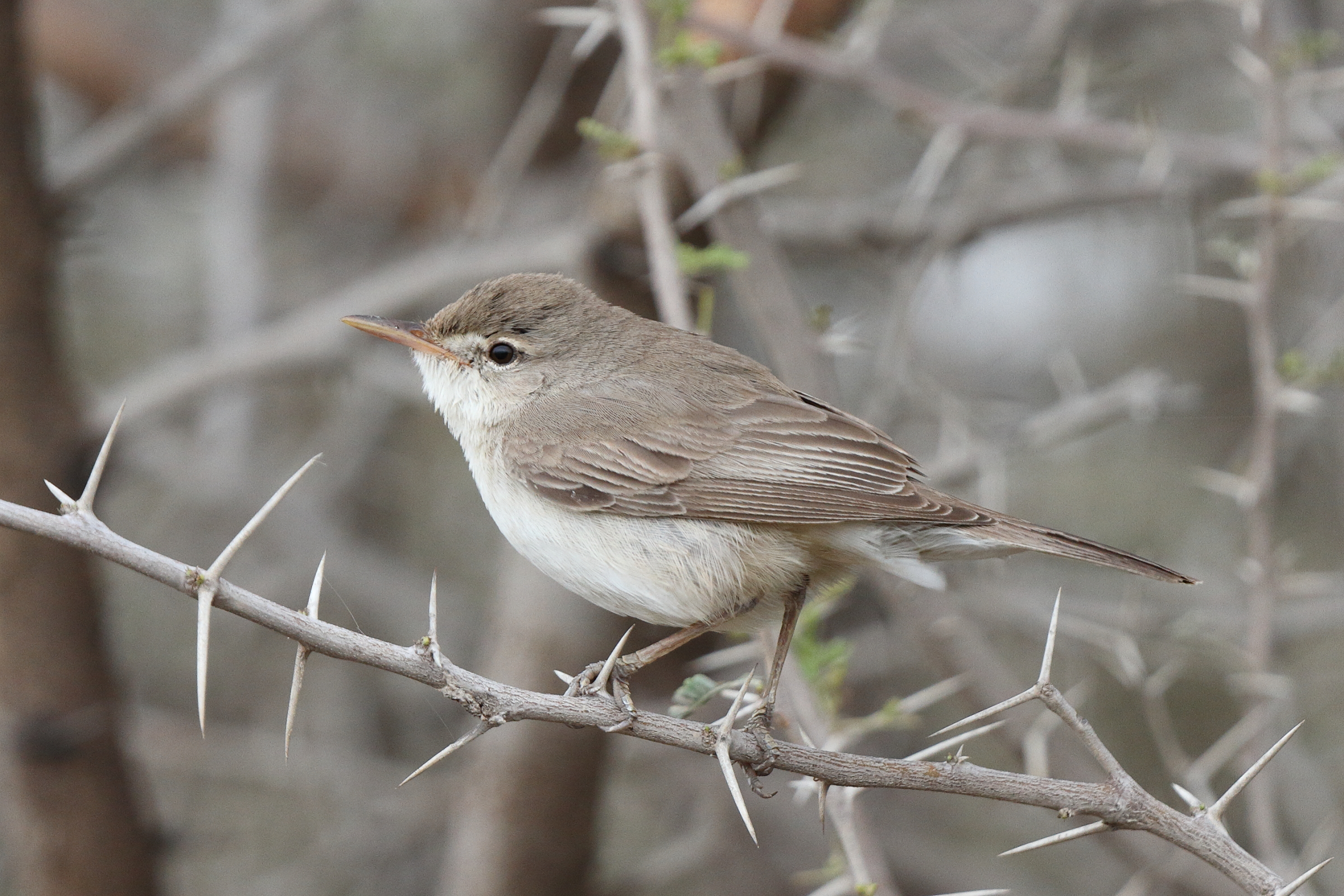 Upcher's Warbler. Qatar, 26 March 2014 © Neil G. Morris.