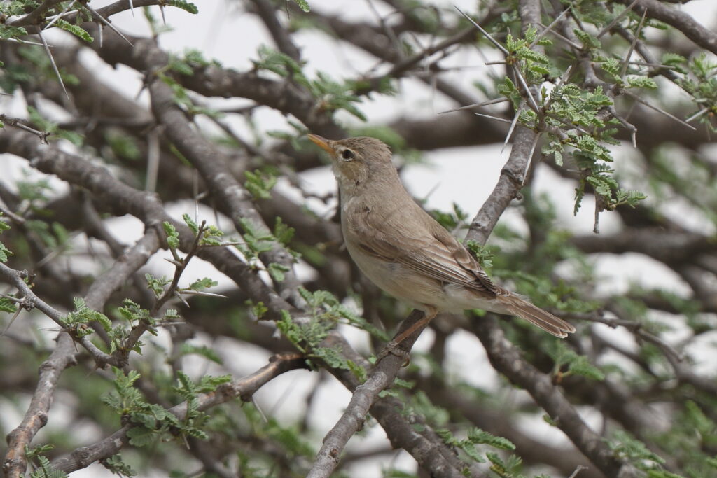 Upcher's Warbler. Qatar, 03 April 2014 © Neil G. Morris.